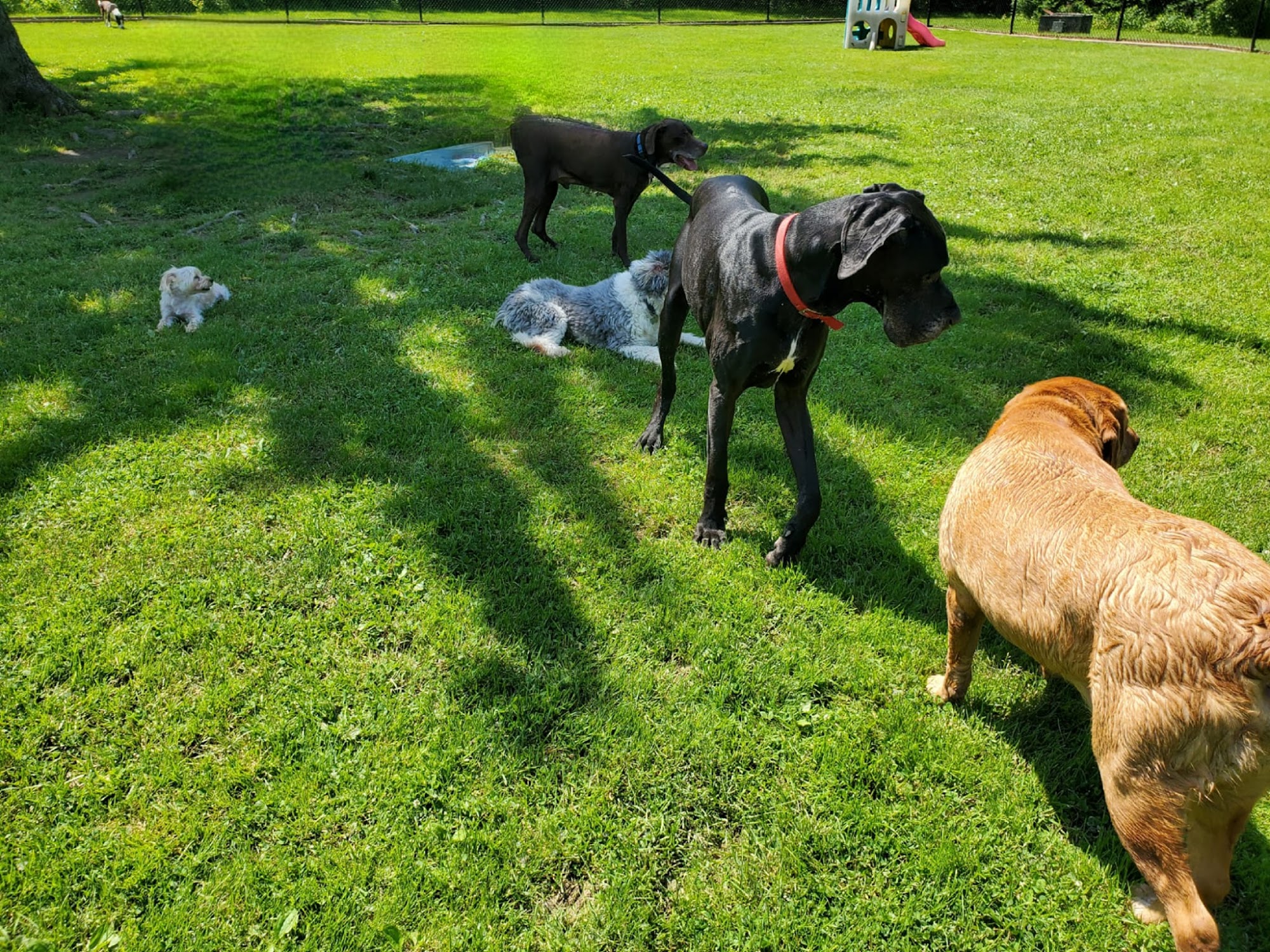 Creature Comforts Pet Resort Tonawanda