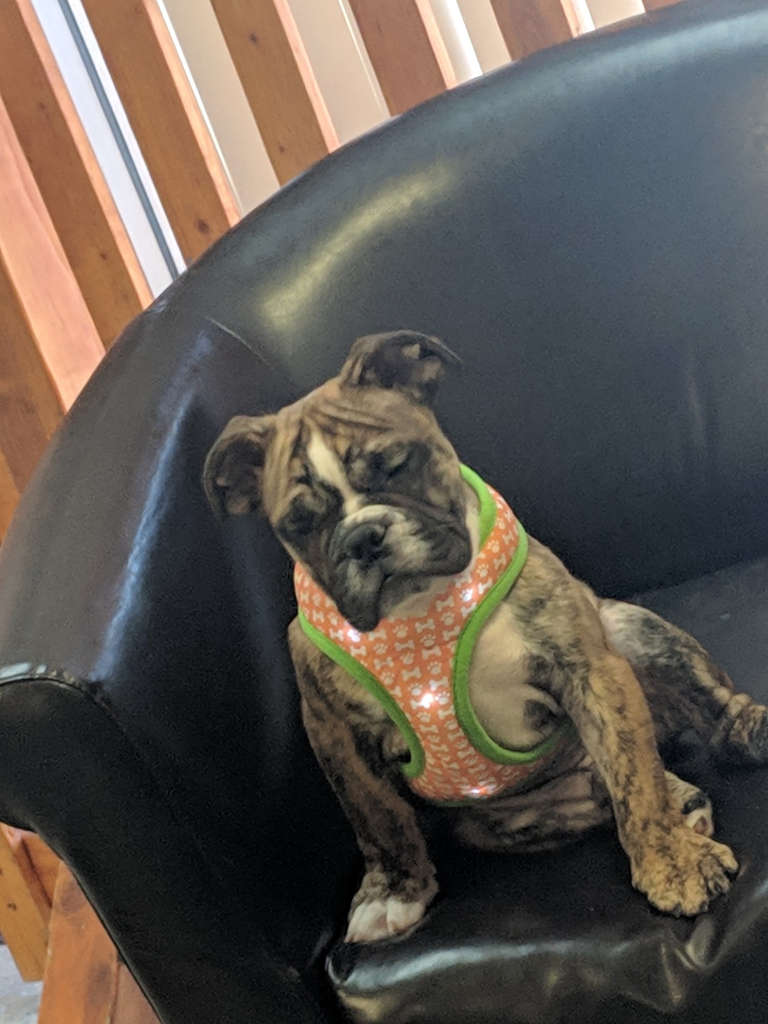 Buffalo Pug and Small Breed Rescue, Inc. Tonawanda