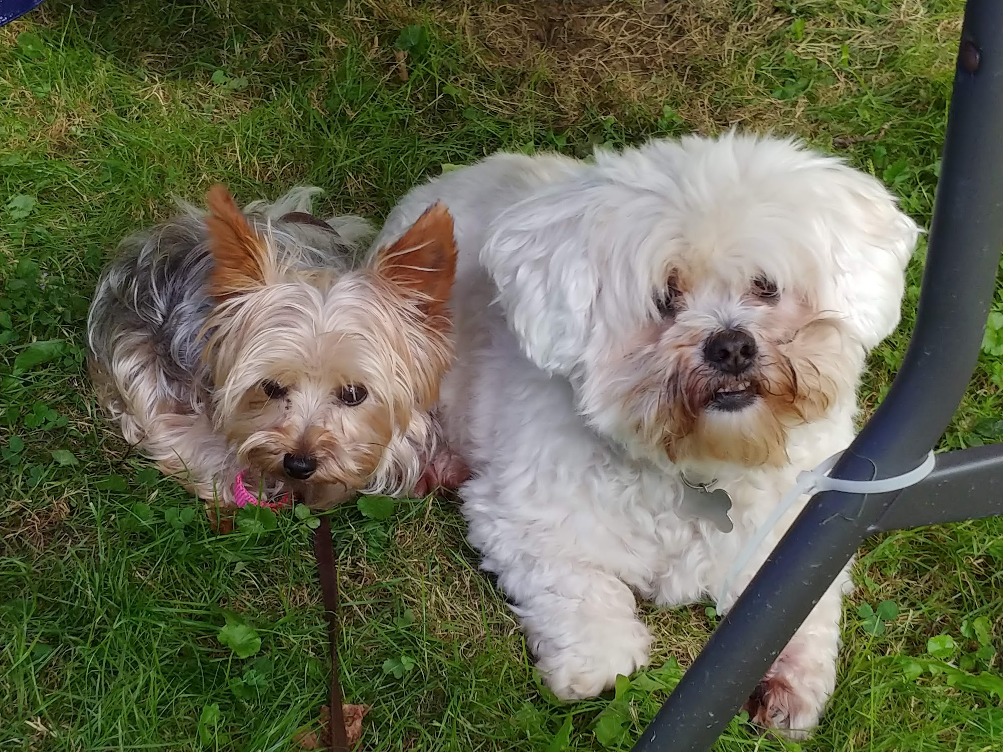 Bow Wow Salon Victor