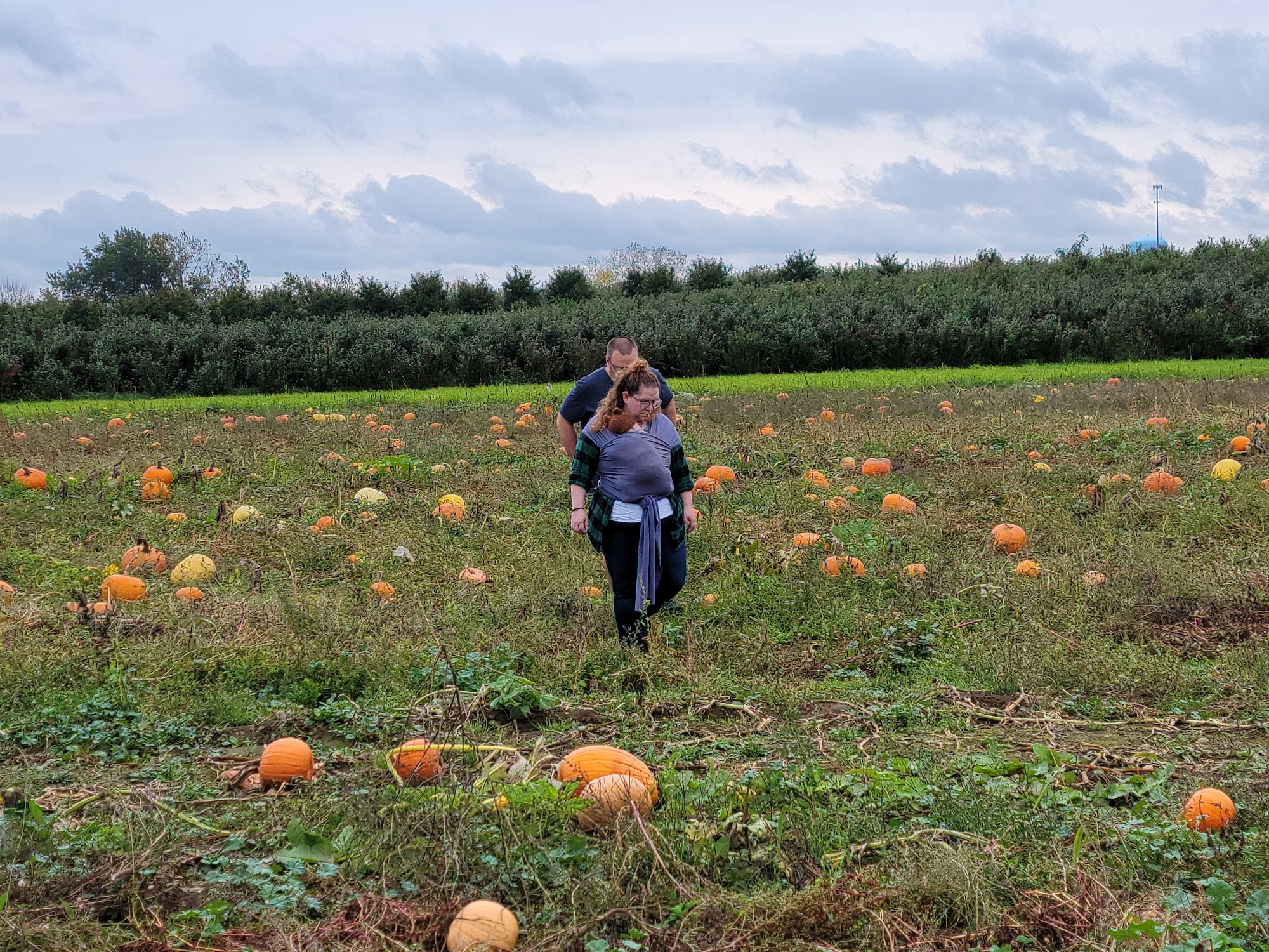 G and S Orchards