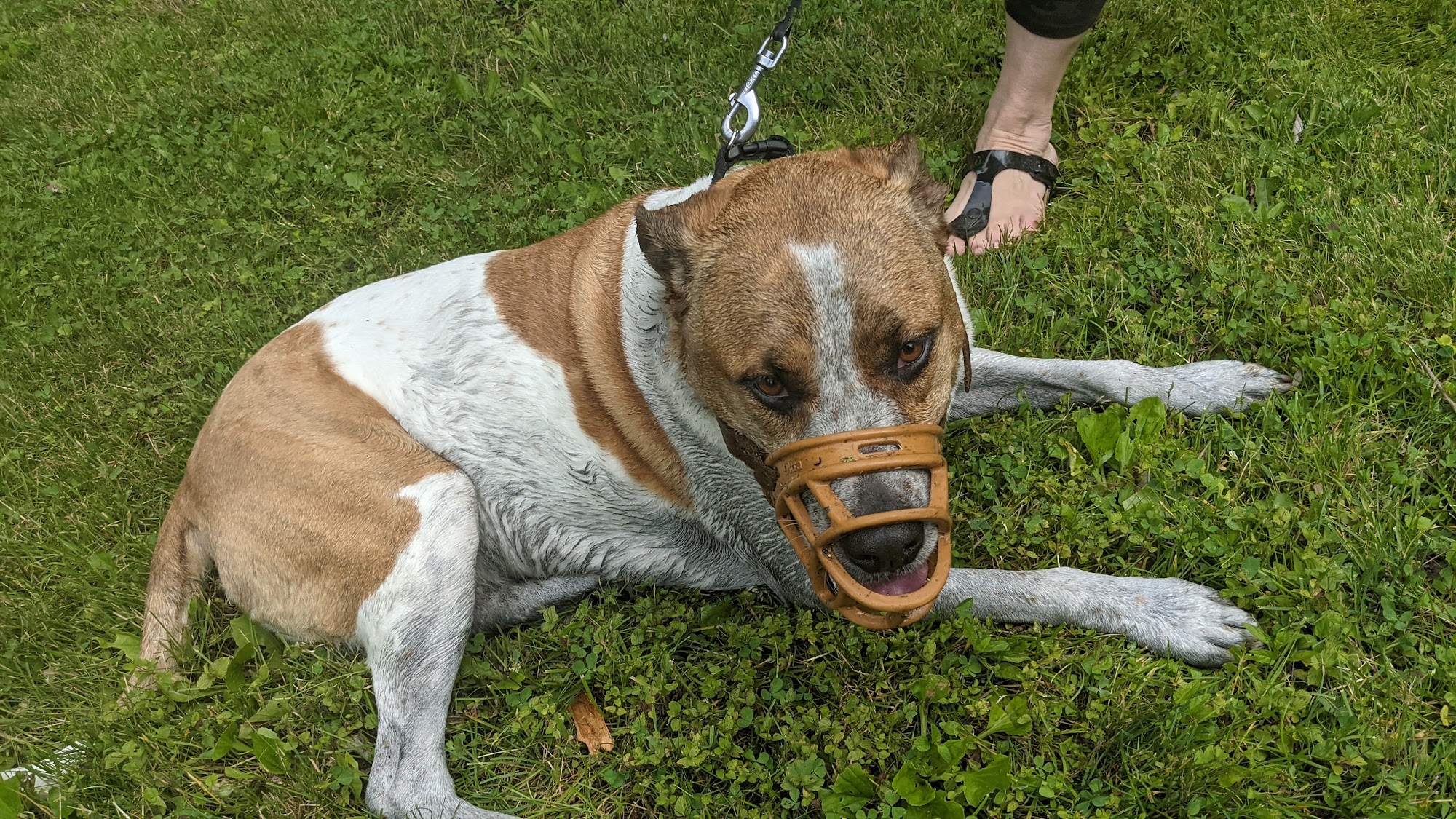 Positive K-9 Walworth