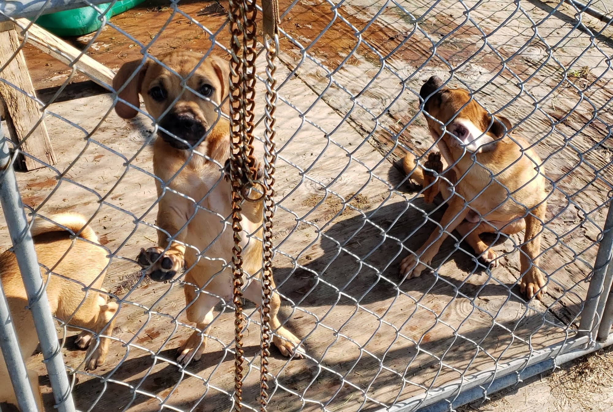 Beverly Animal Shelter Waterloo