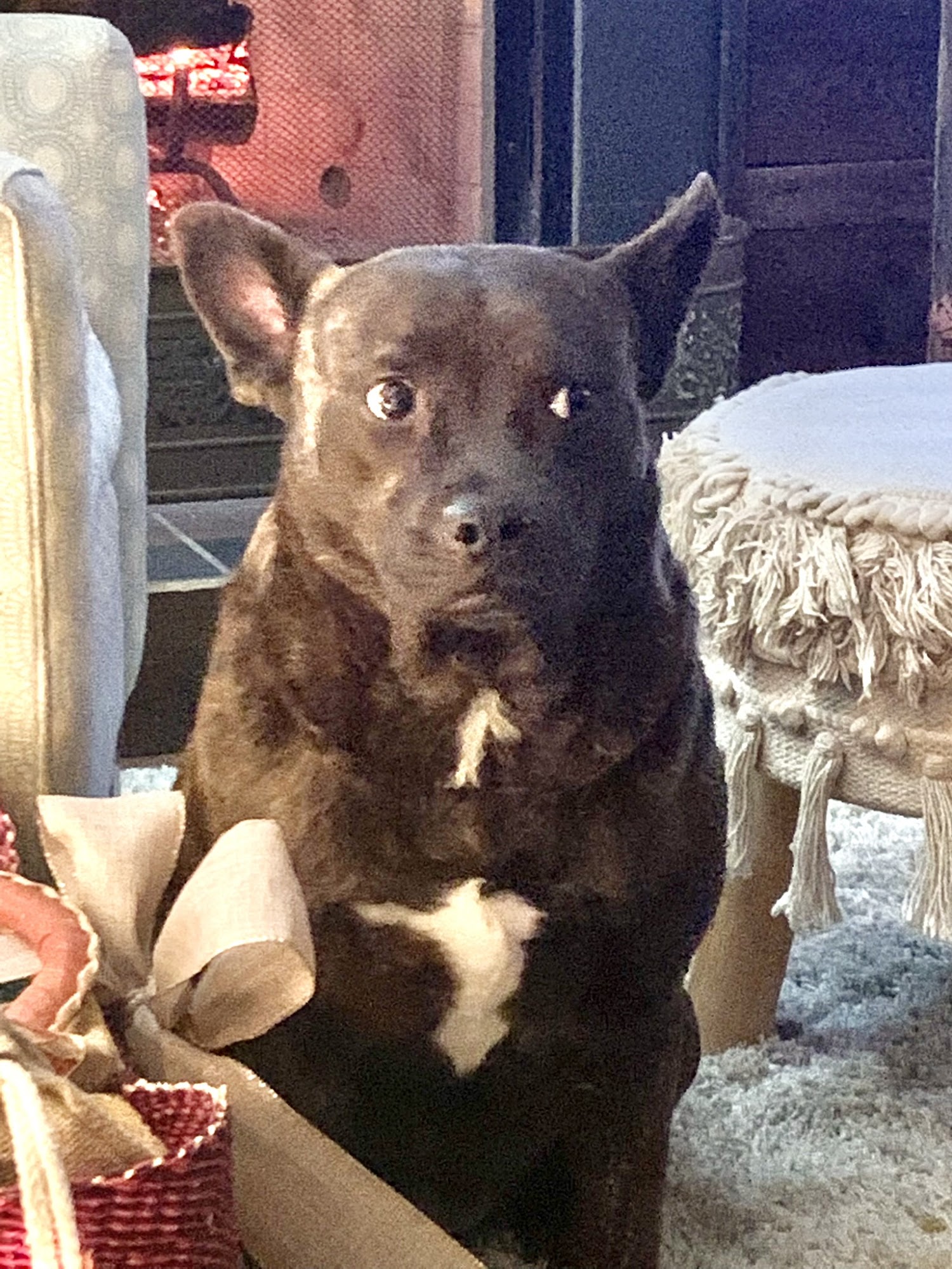 Teri Rudolph's Dog Training Services Watervliet