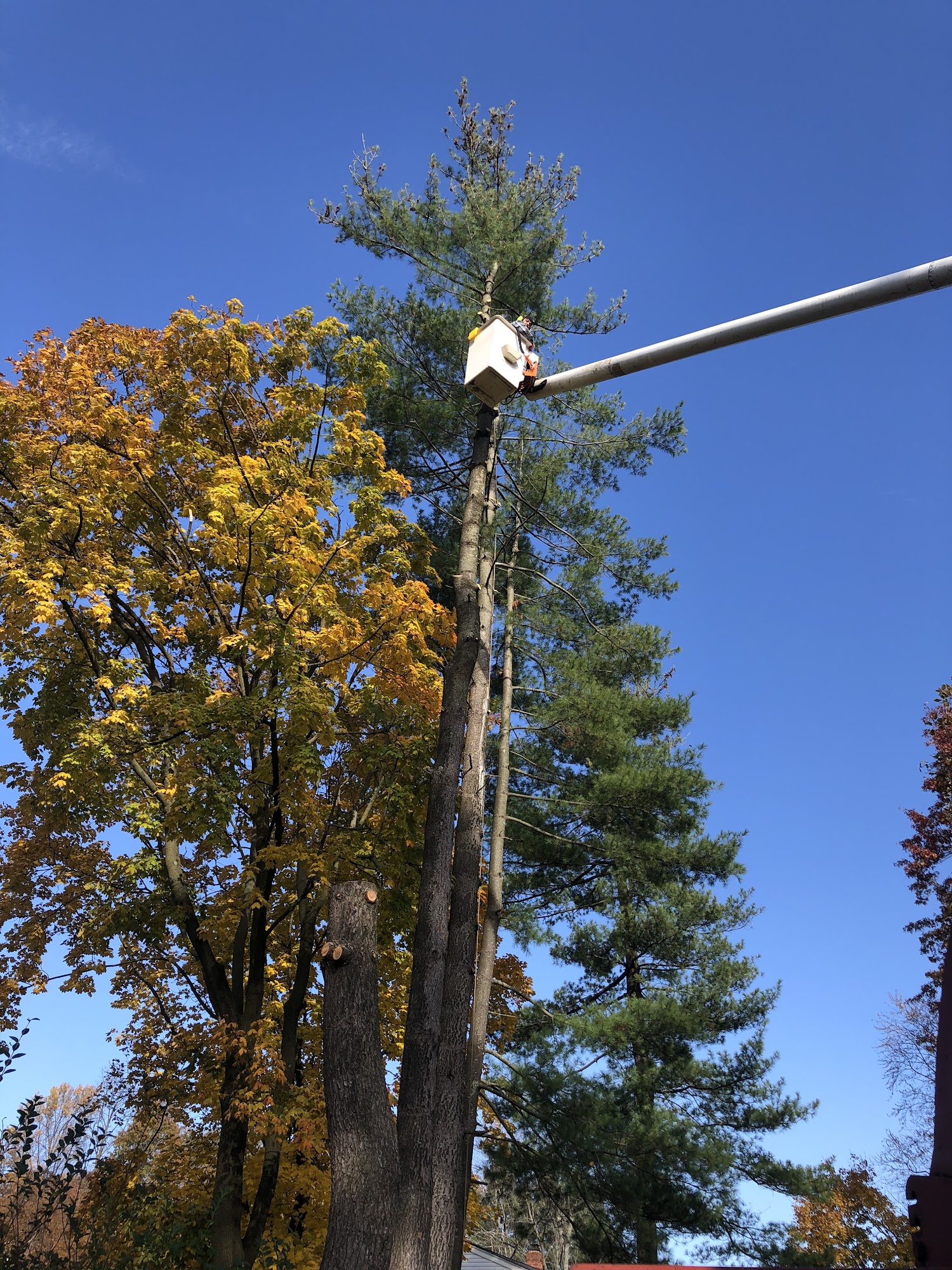 Prestige Tree Service