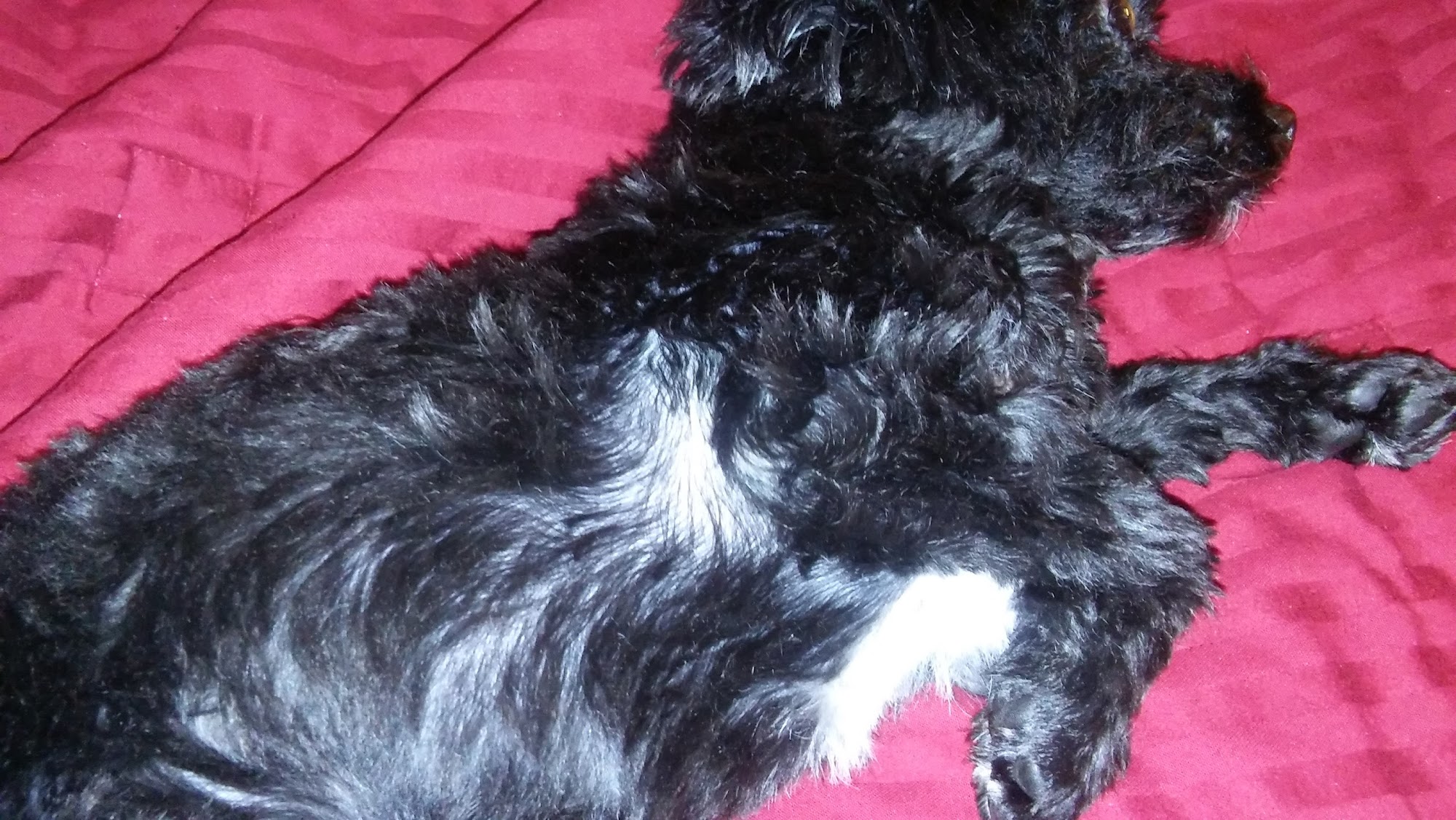 Super Pawz Pet Grooming West Seneca