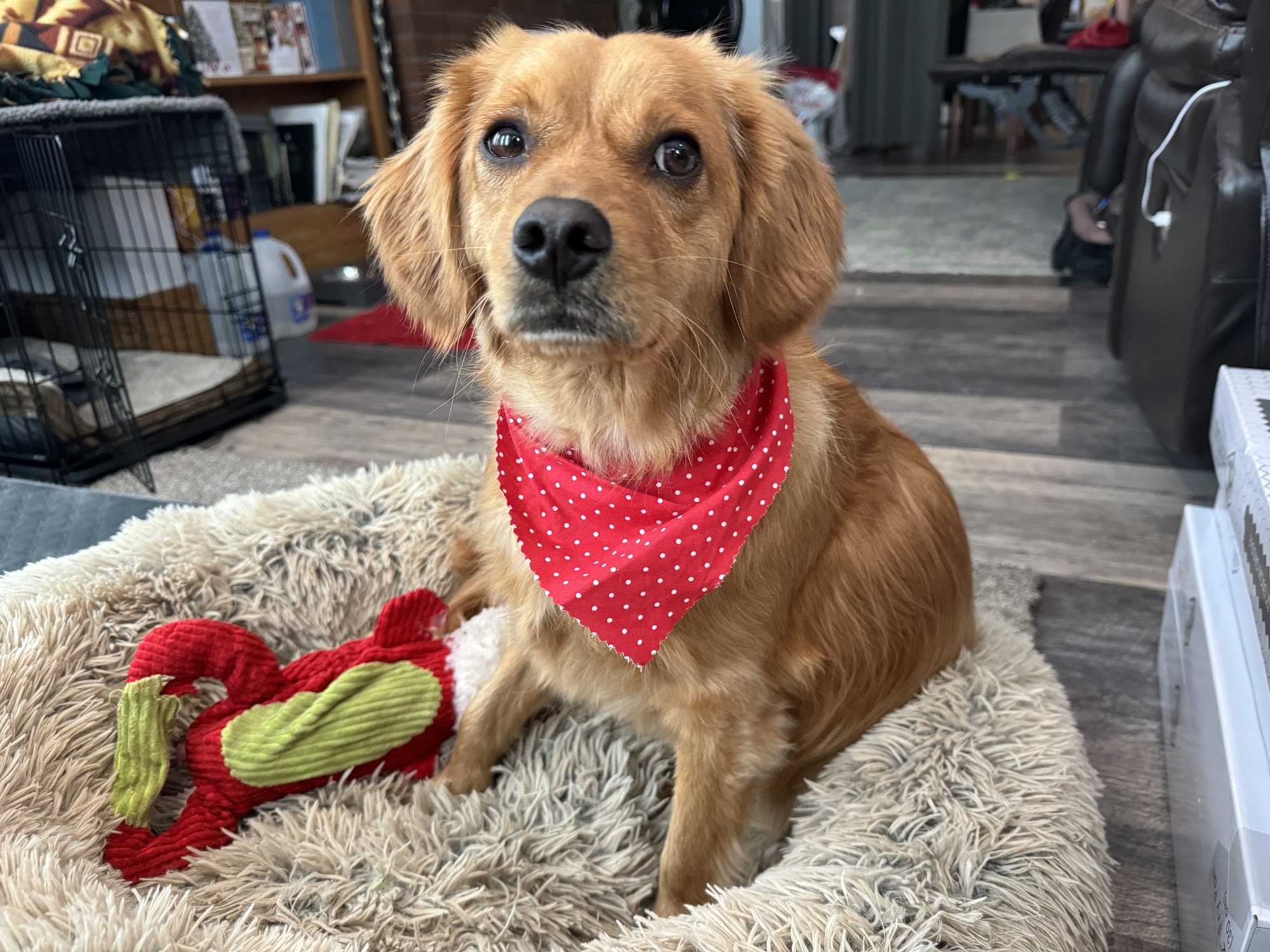 We DO It All Pet Grooming West Seneca