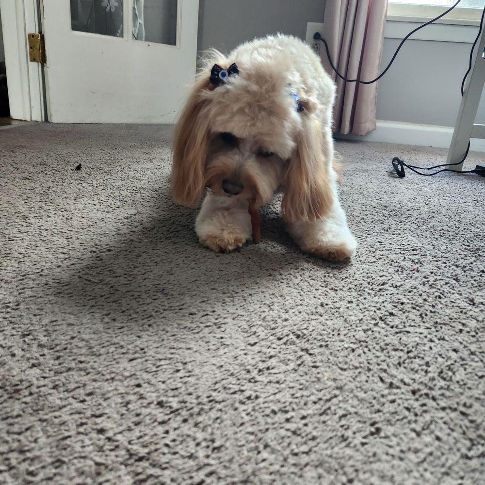 2 Paws Up Grooming West Seneca