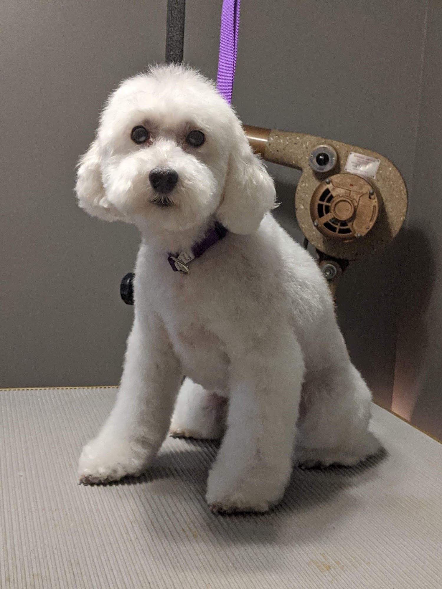 Kristen's Dog Grooming 6949 Bear Swamp Rd, Williamson New York 14589