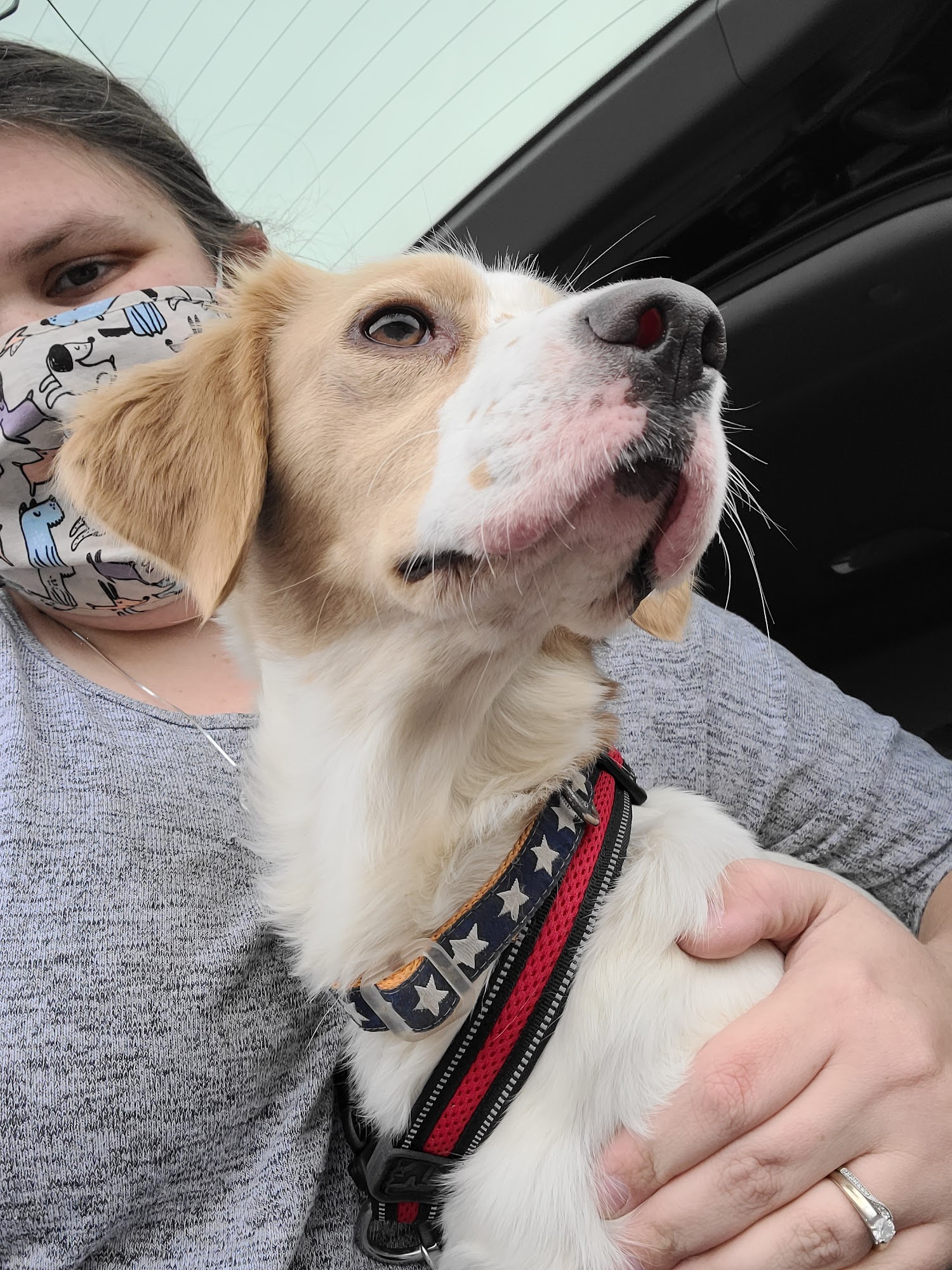 Clermont County Animal Shelter Batavia