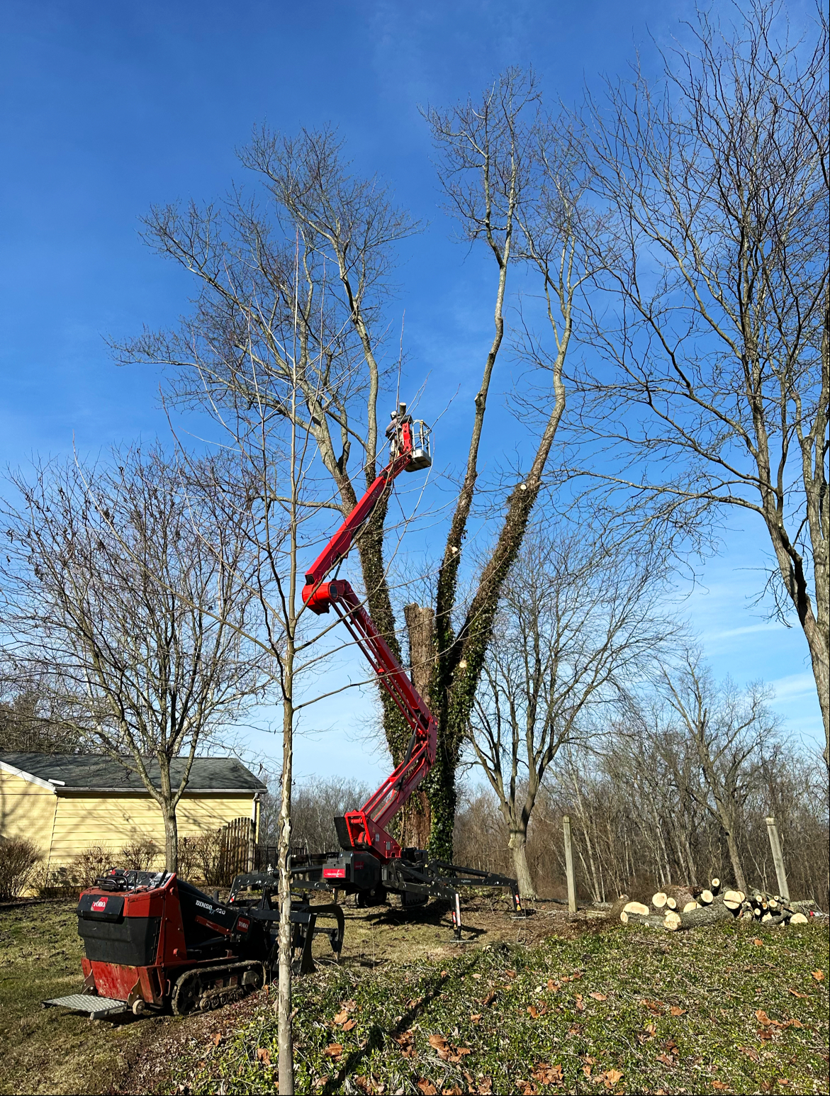 Tree Top Tree Trimming