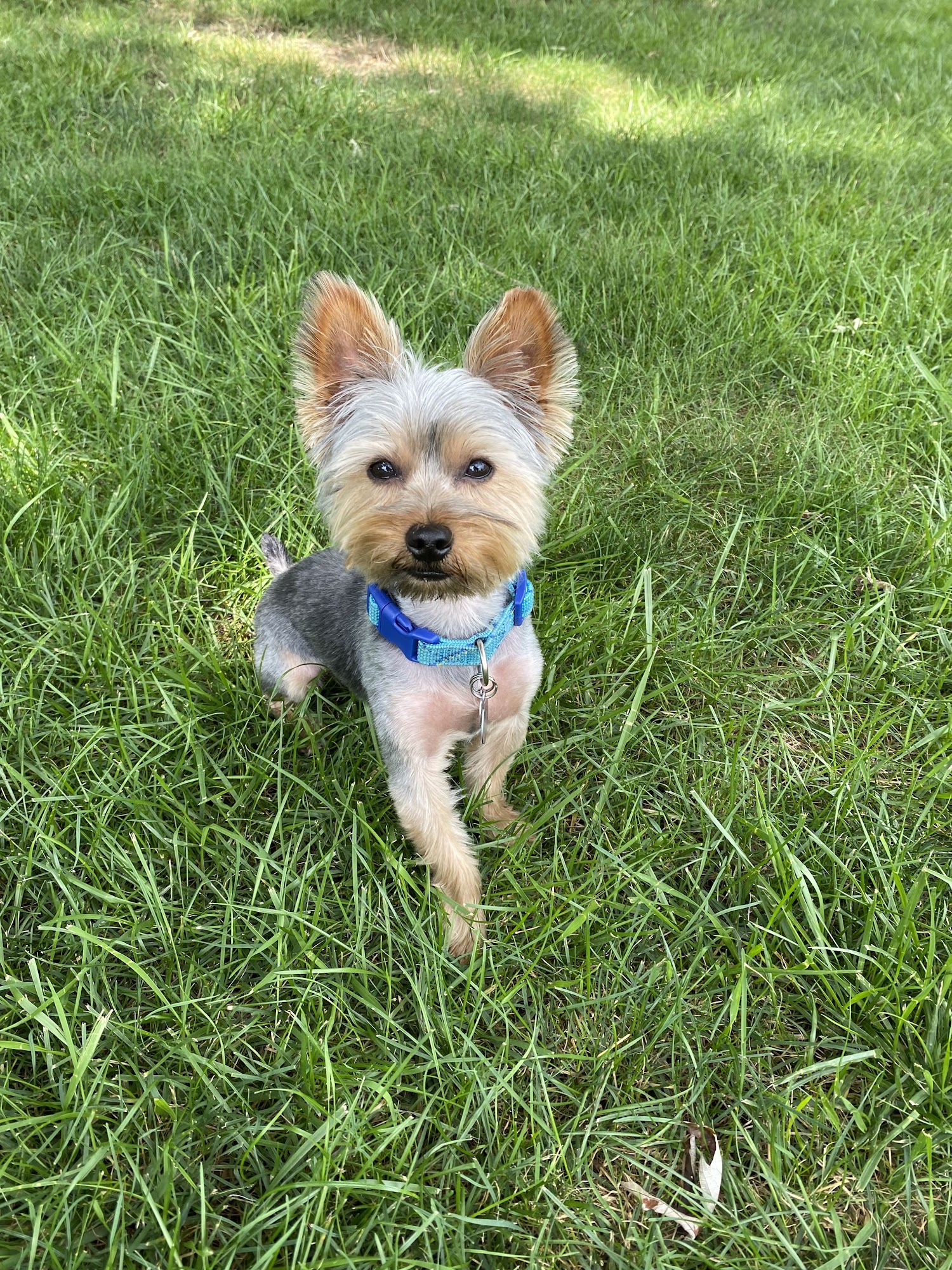 Groomobile Inc Beavercreek