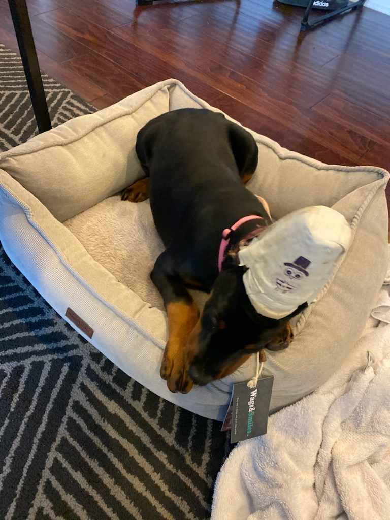 Evans Kennels Berlin Center