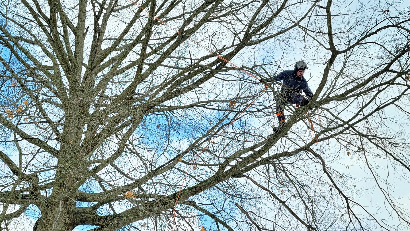 Arborist Solutions