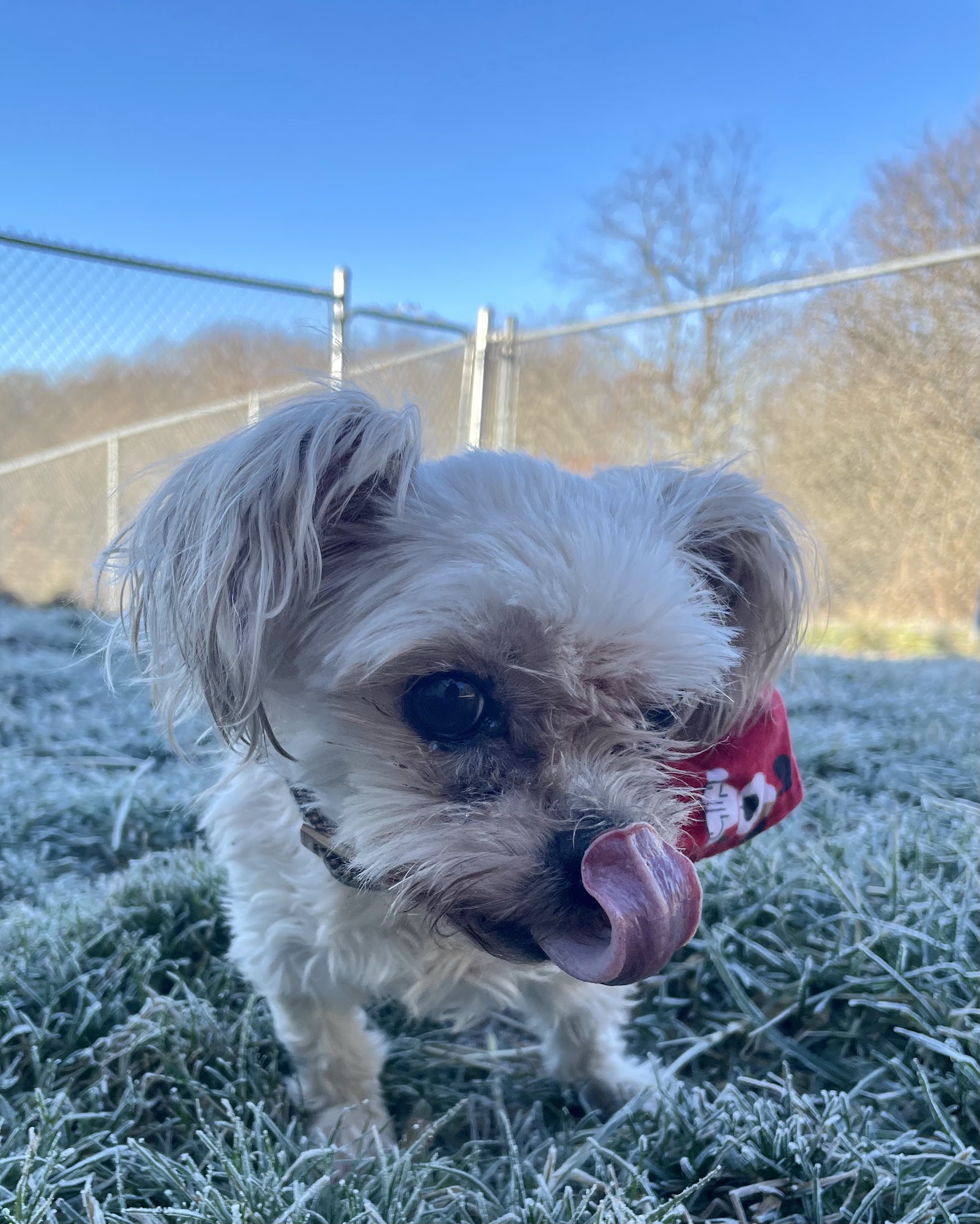 Countryside Kennels