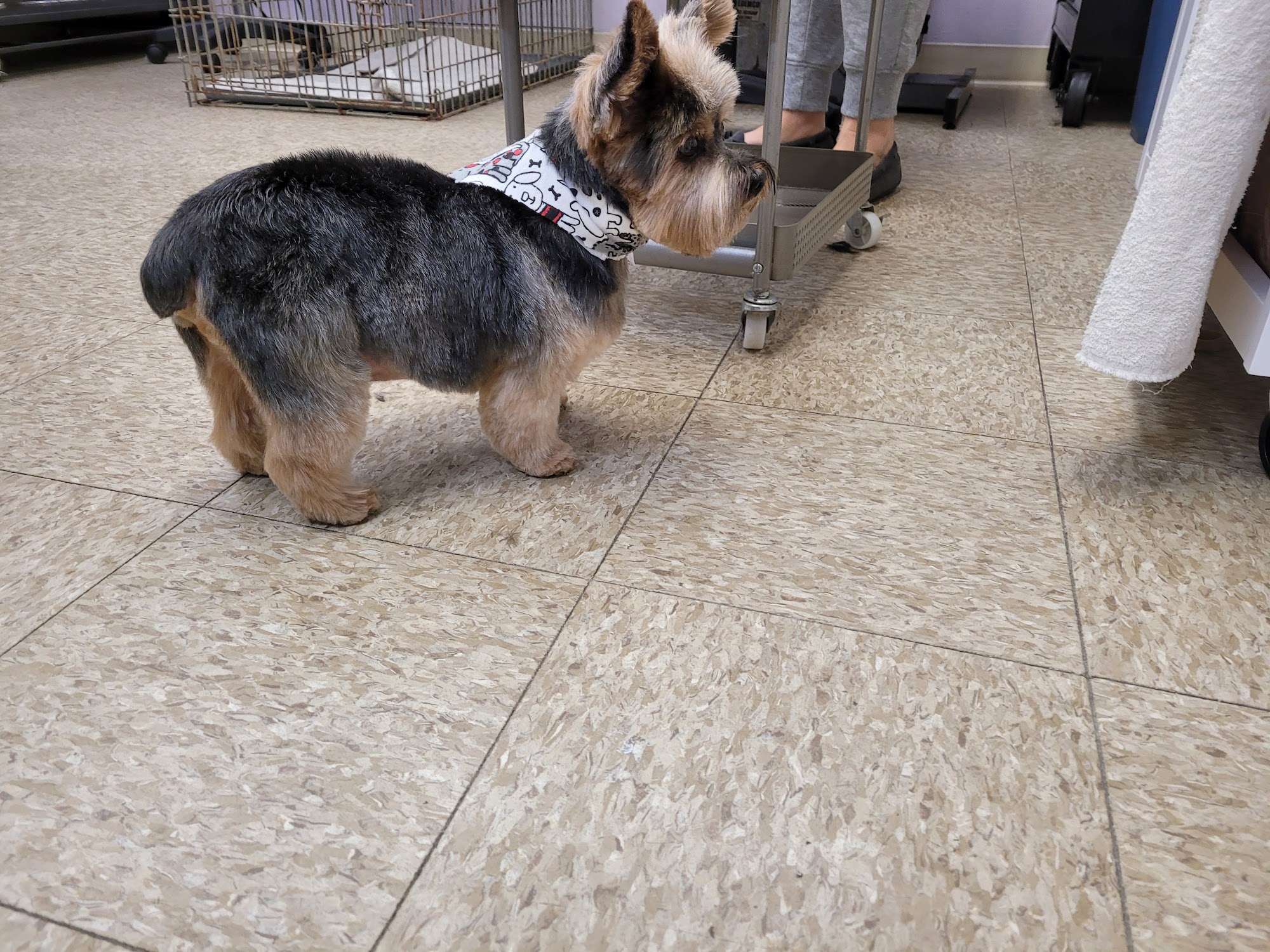 Kim's Pet Grooming Brunswick