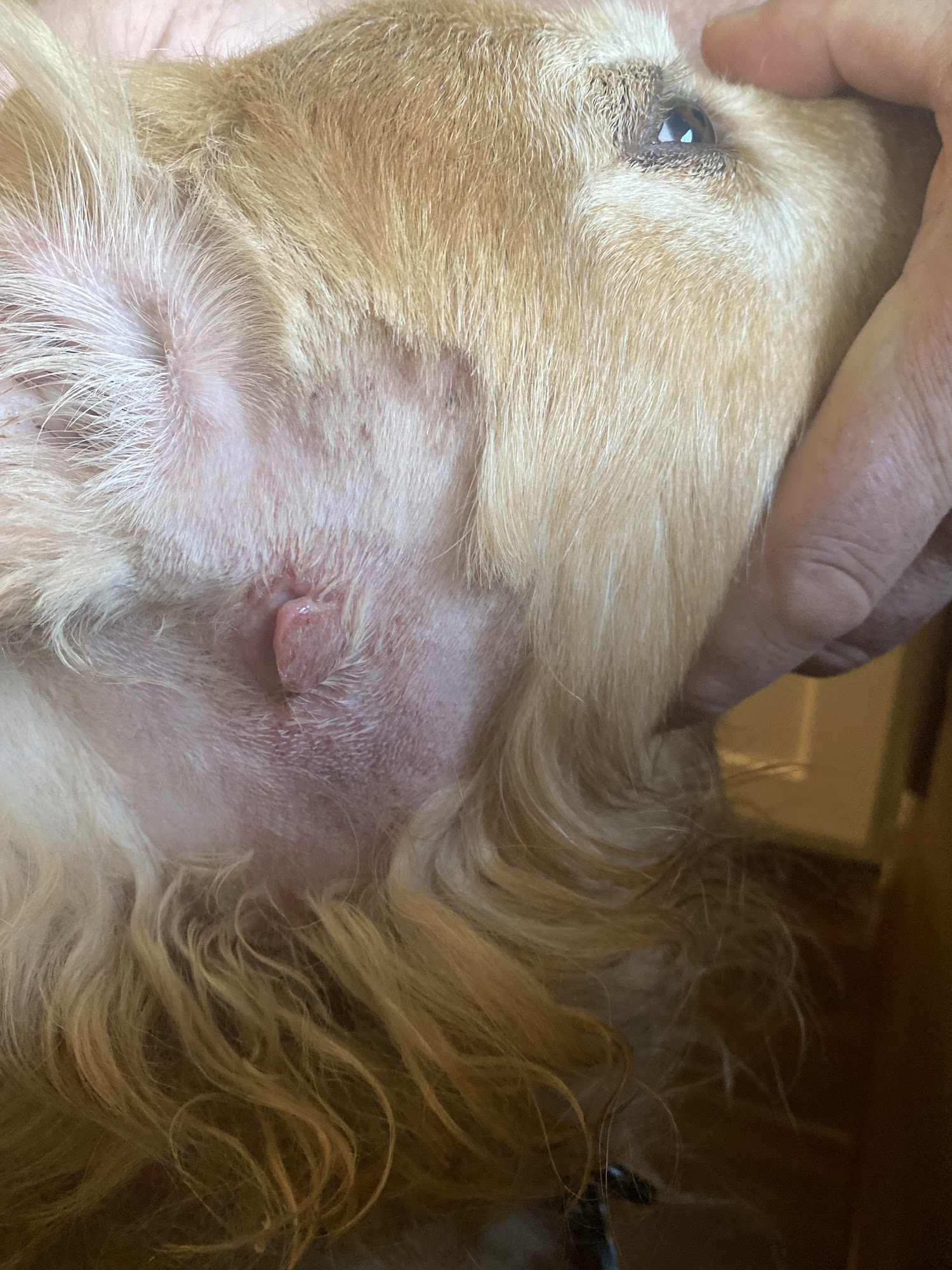 Animal Castle Centerville