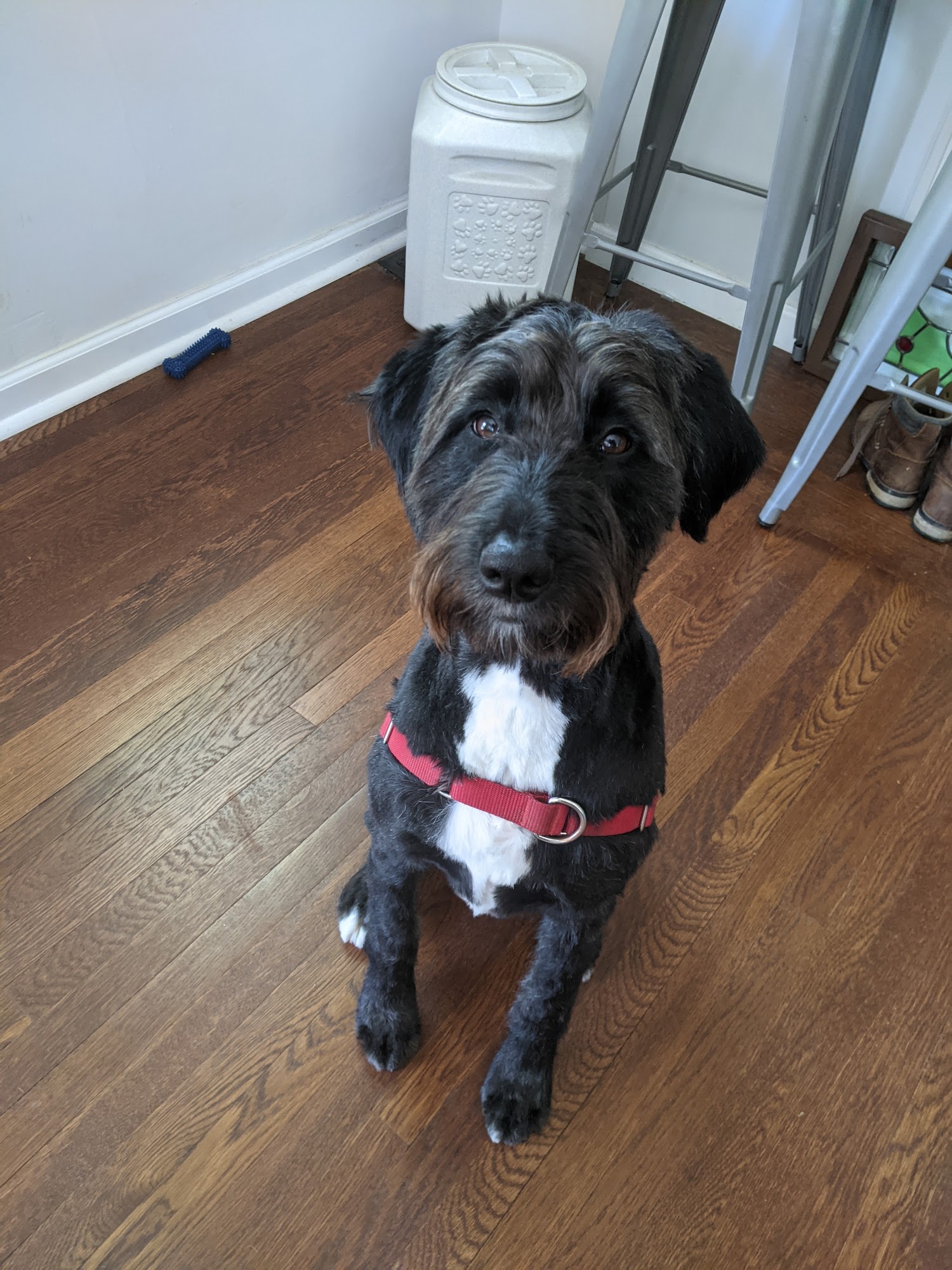 Groovy Grooming Galz Cincinnati