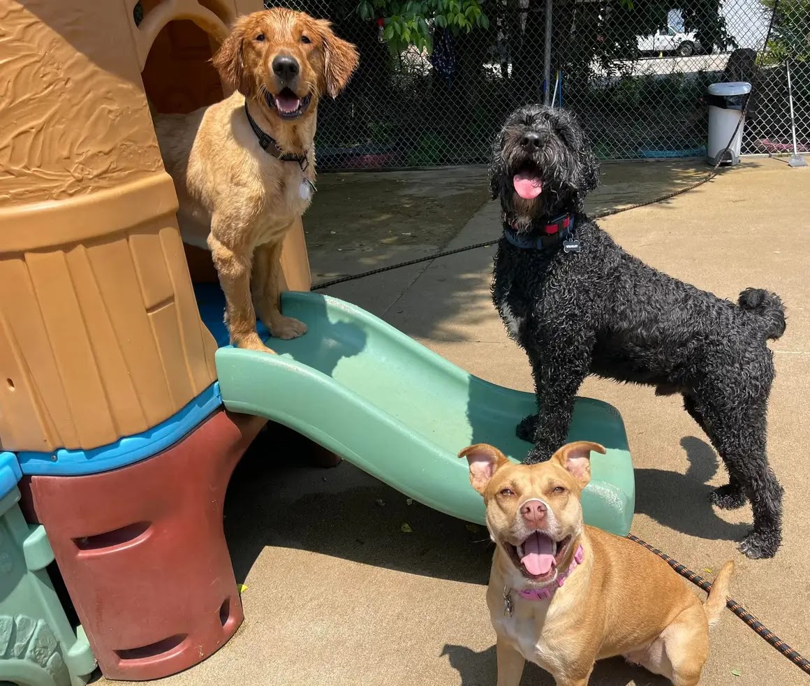 Furkids Dog Daycare Cincinnati