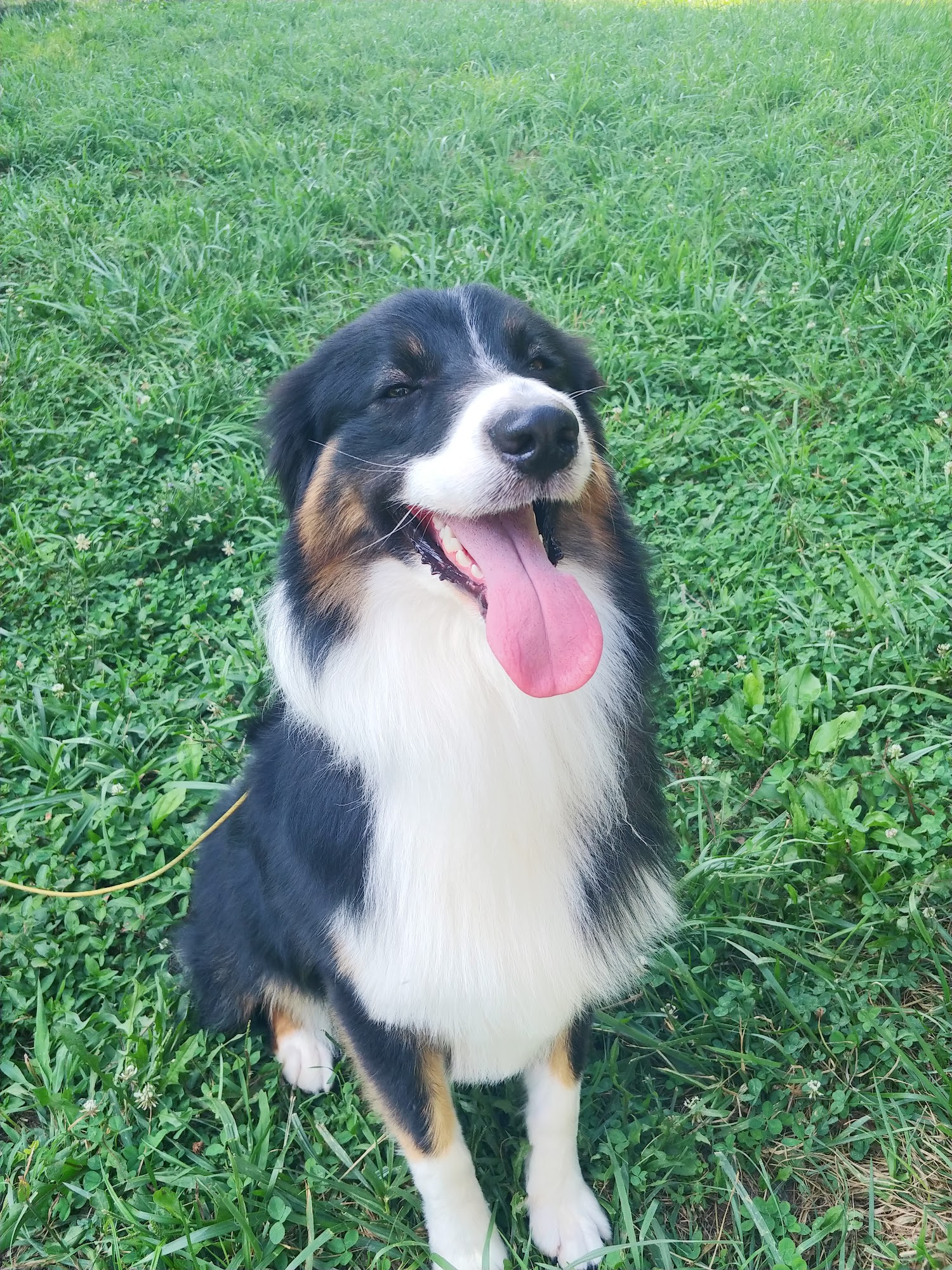 Country Cottage Kennels Cincinnati