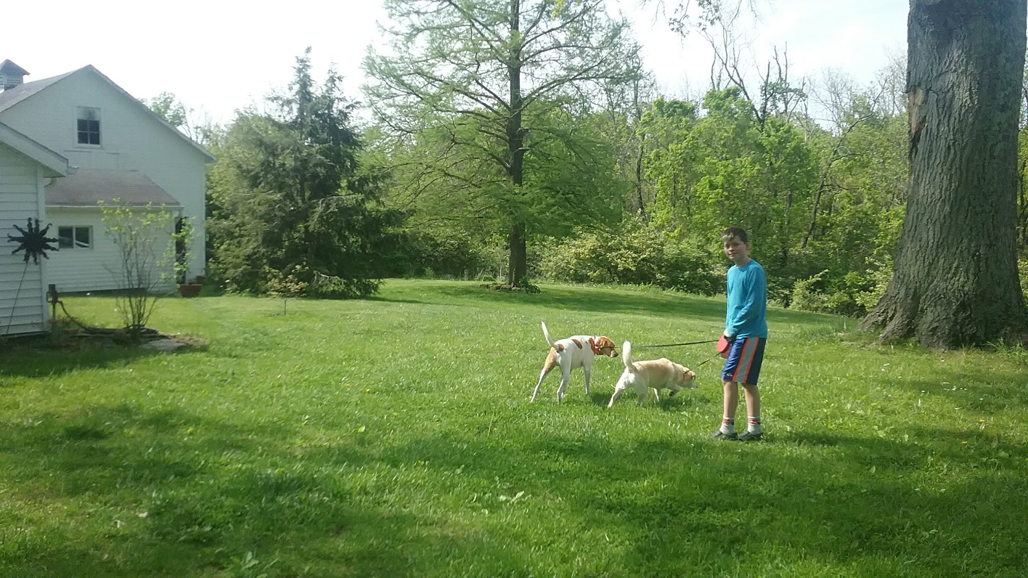 Breezy Acres Kennels Cincinnati