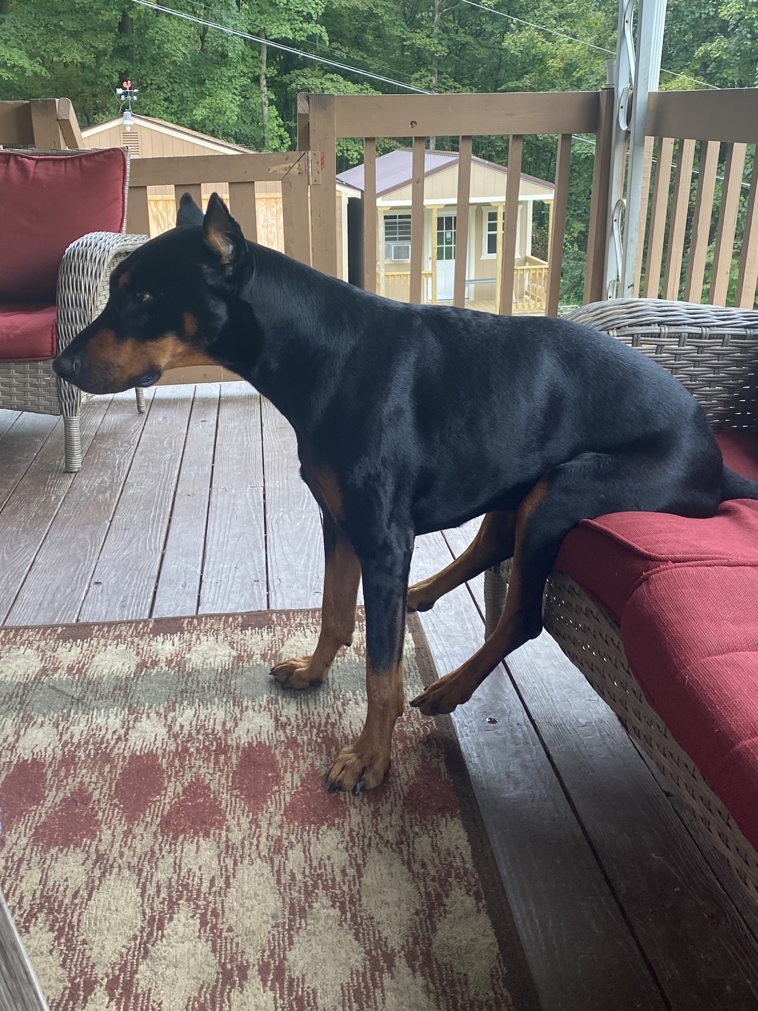 Advanced K-Nine Training Cincinnati