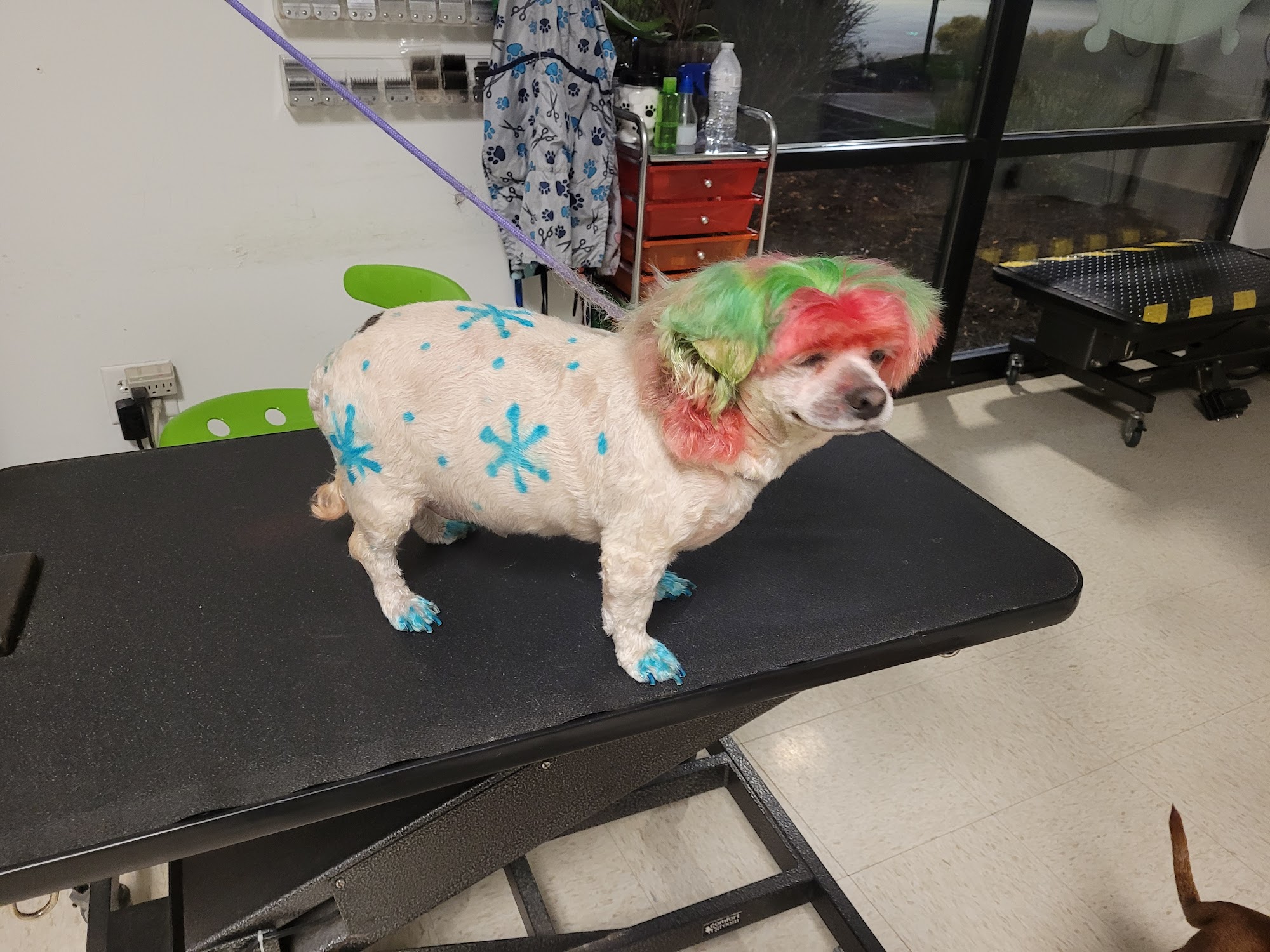 Heavenly Angels Pet Grooming Cincinnati