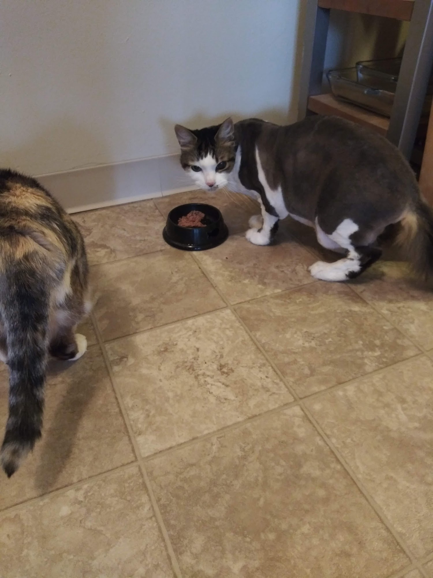 Paws Palace Cincinnati