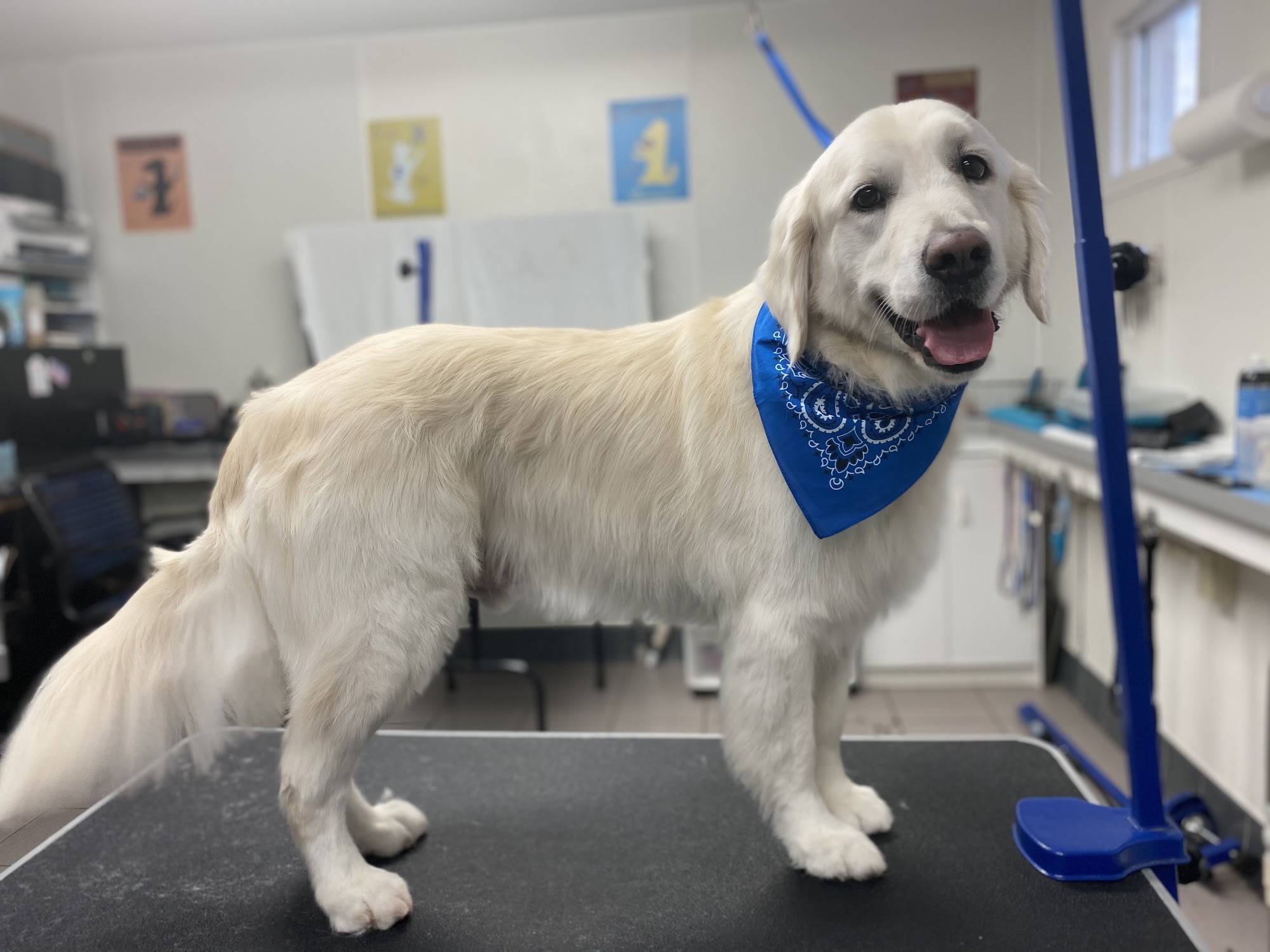Gary's Professional Dog Grooming Cincinnati