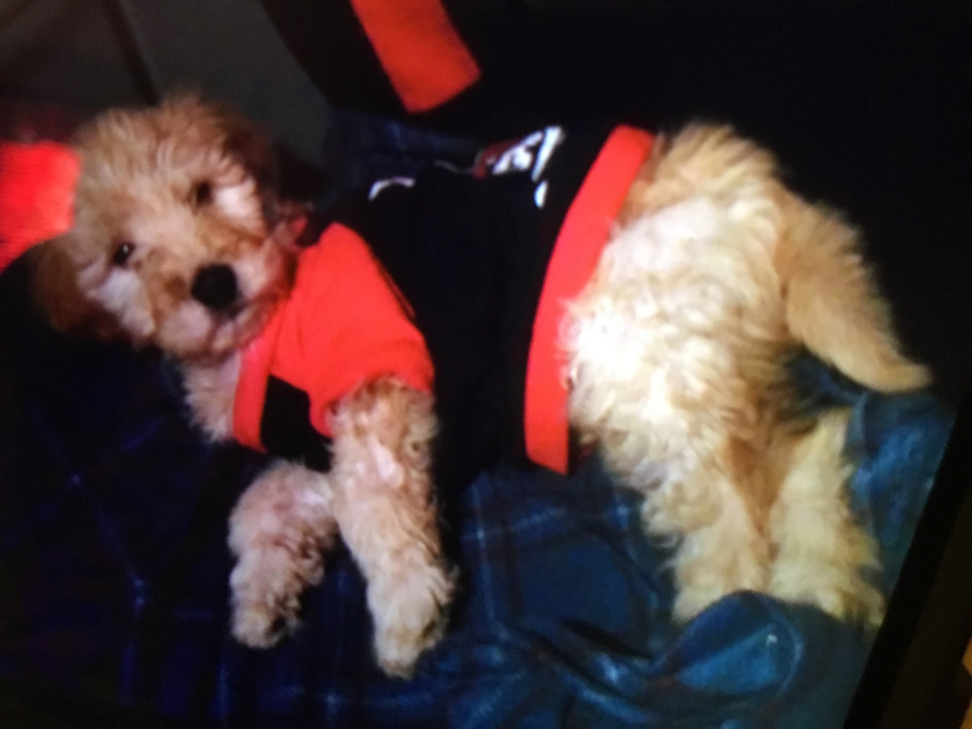 Puppy Prep School Cincinnati