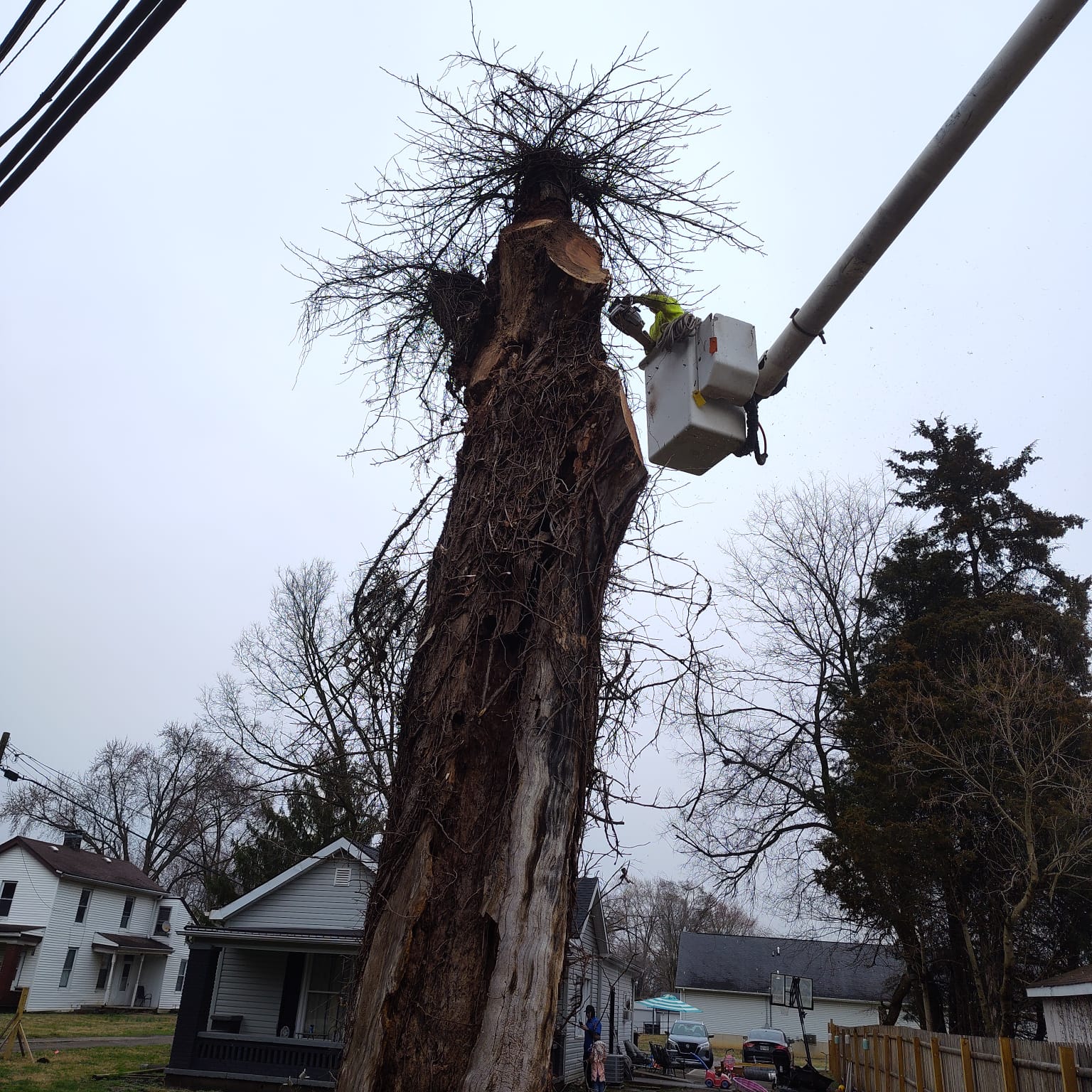 AM Tree Experts