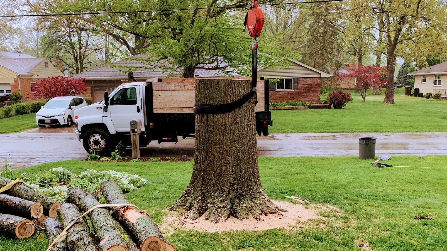 Cincinnati Tree Removal