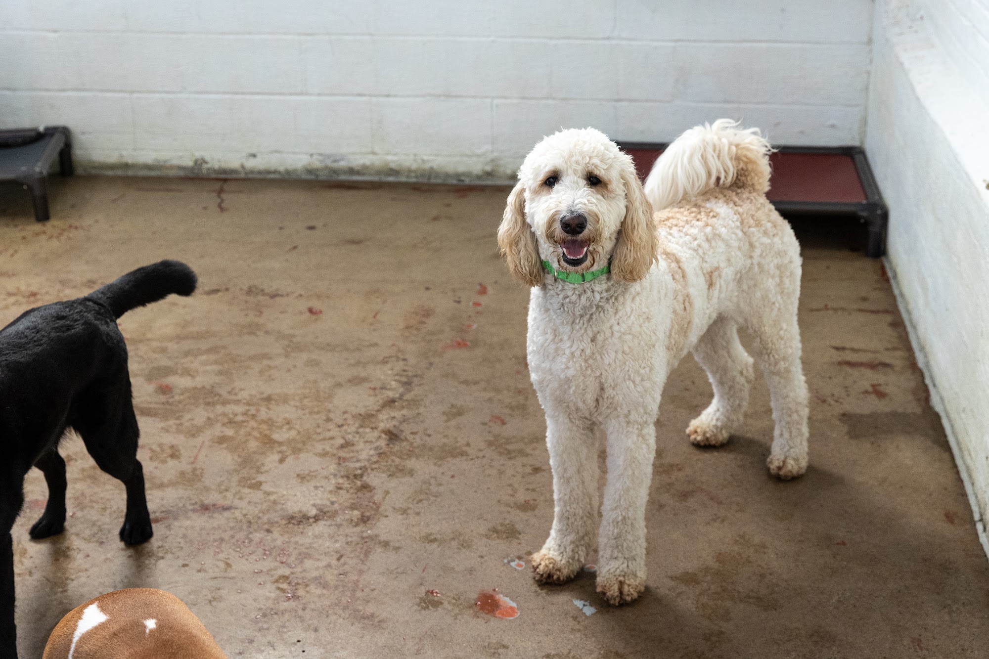 Stay. Dog Daycare, & Boarding Cleveland