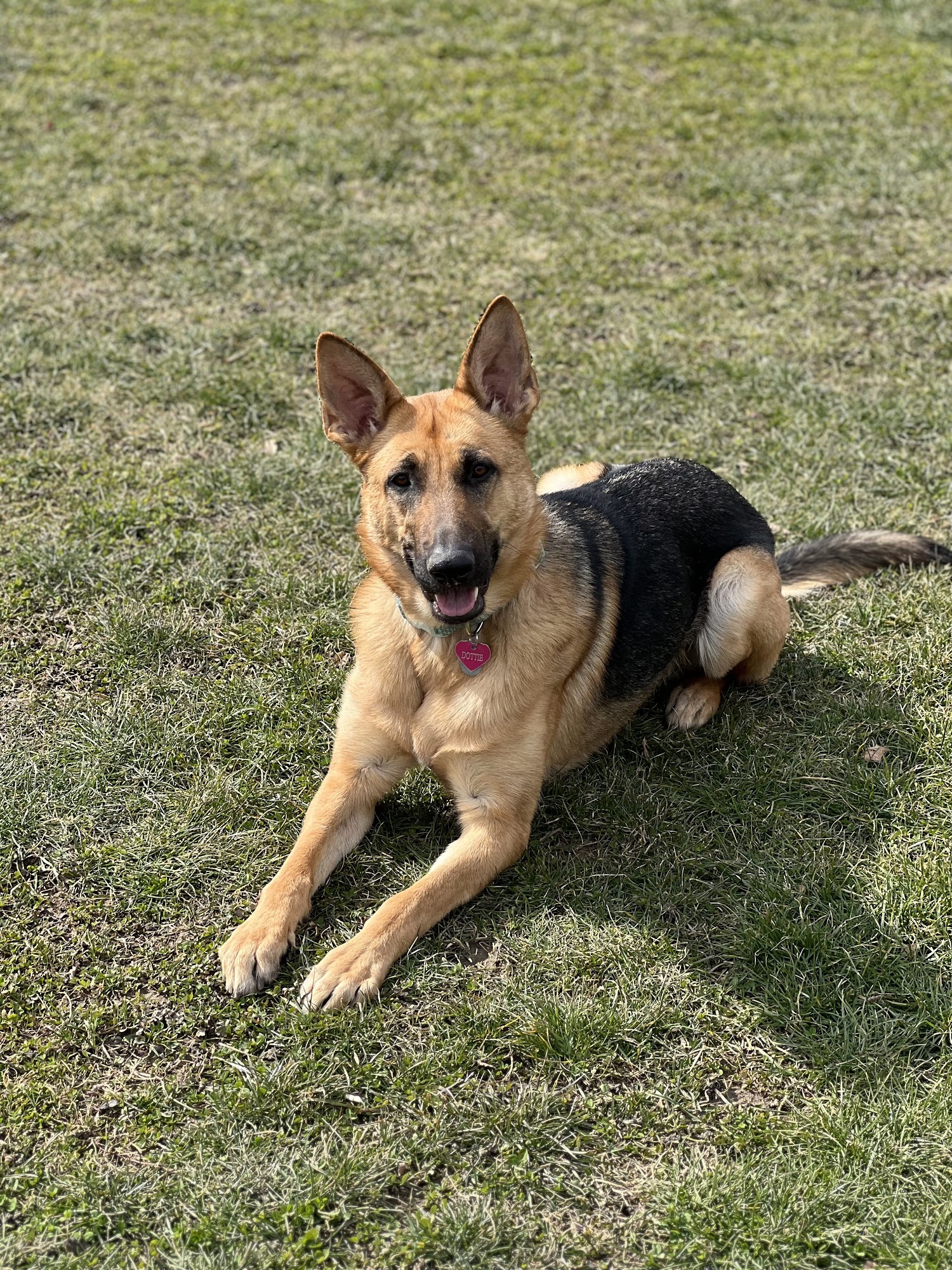 Miracle K9 Training Cleveland