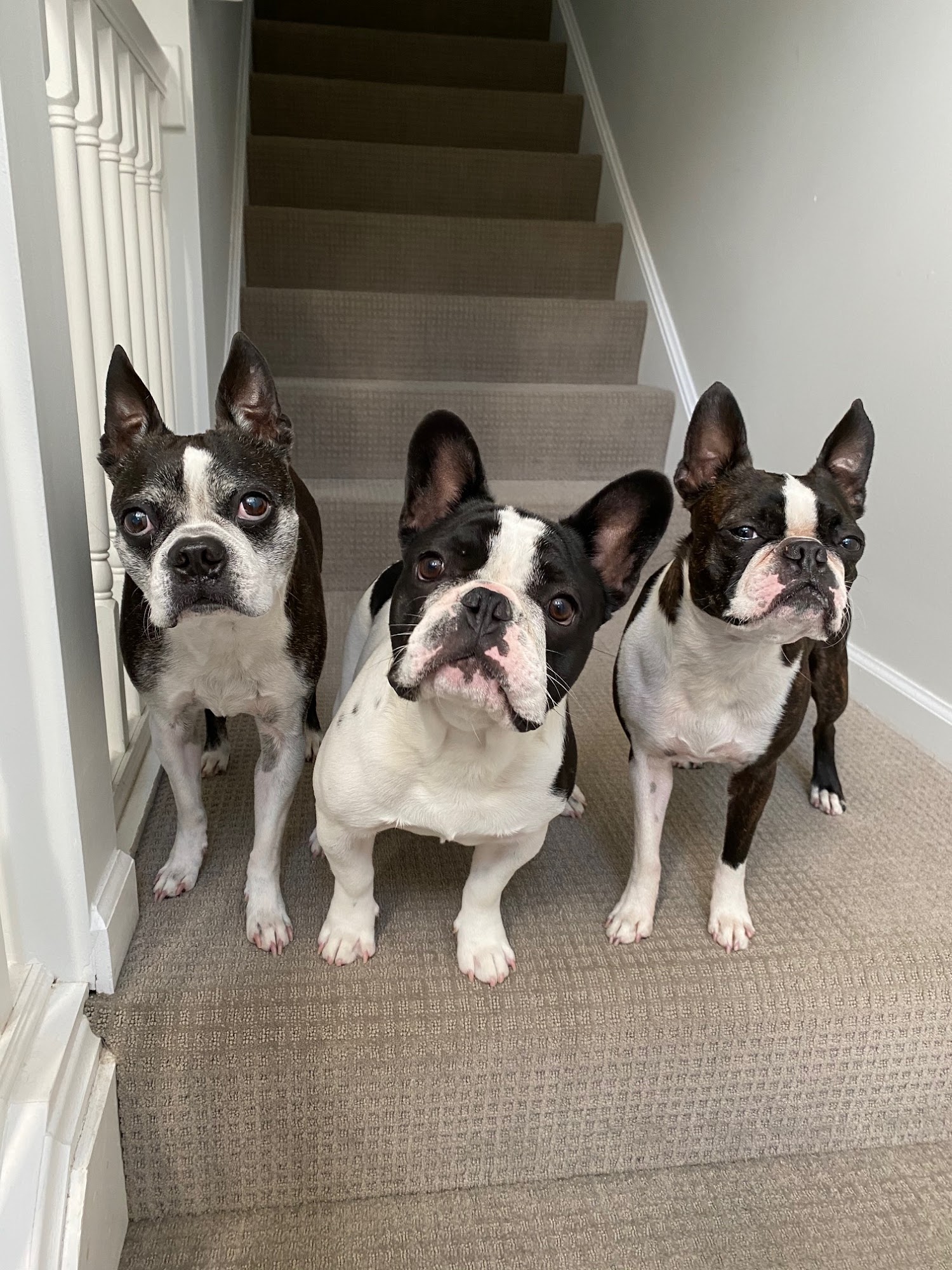 Pet Zeppelin Cleveland