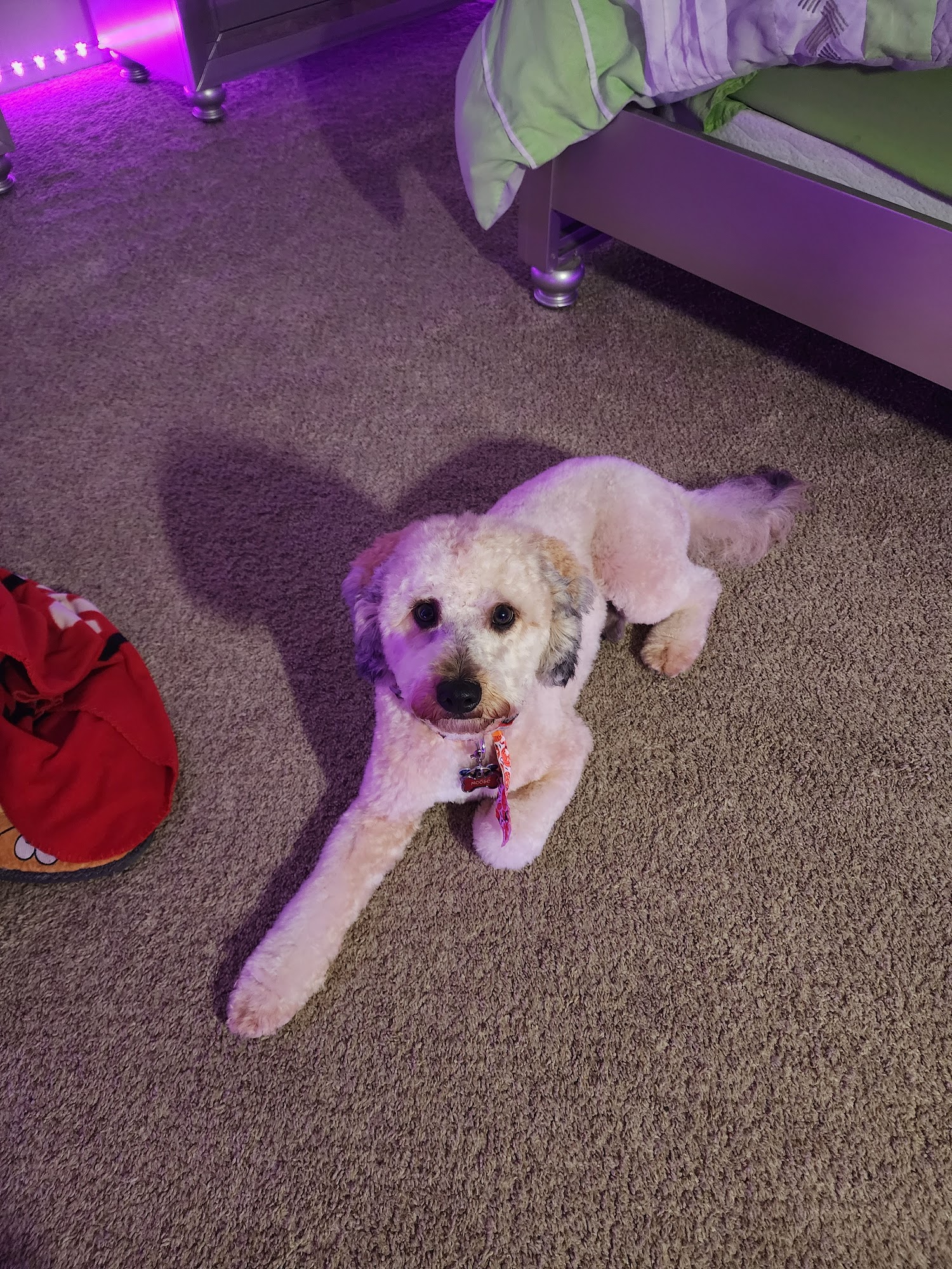 Bow Wow Pet Boutique Columbus
