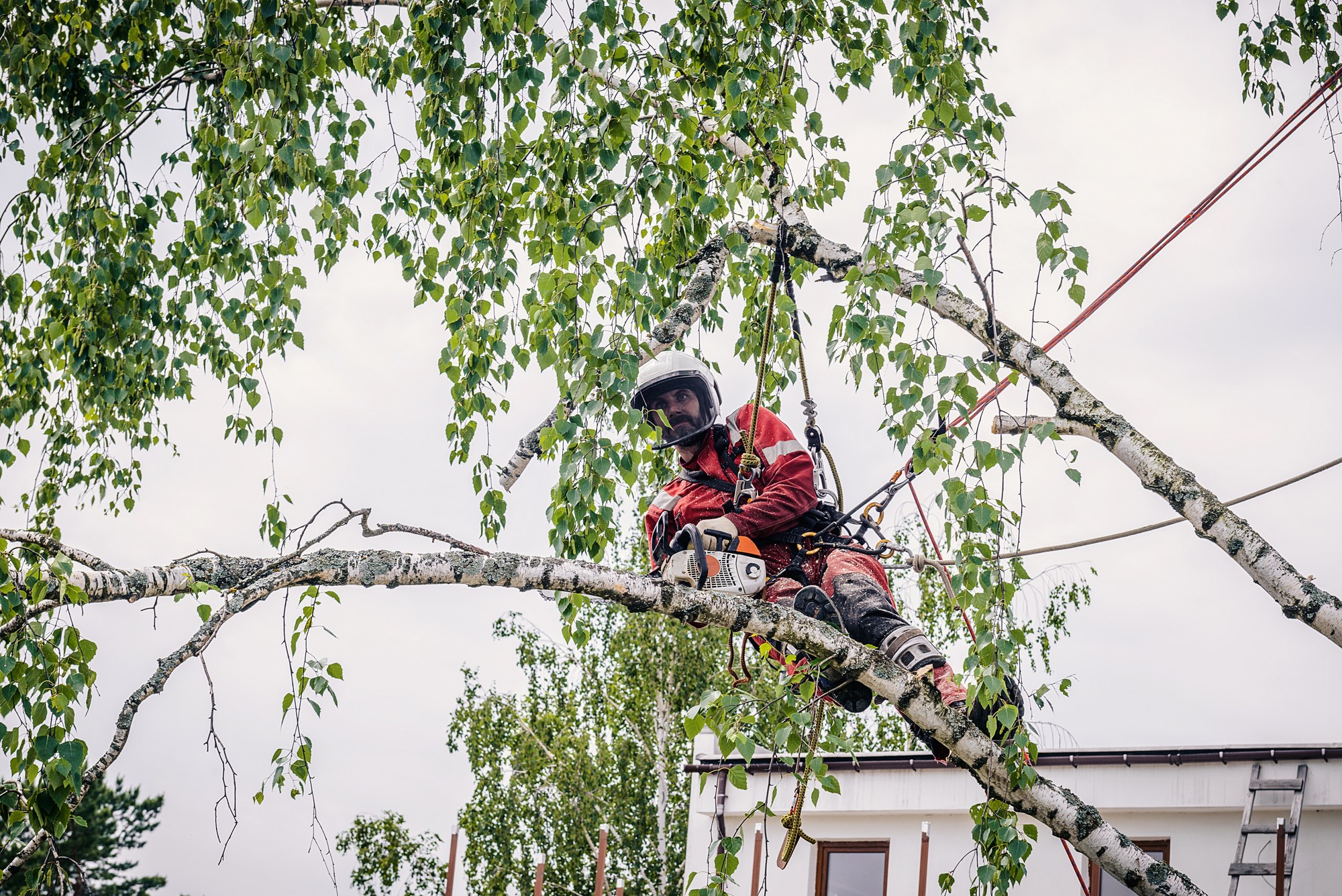 Columbus Tree Service Experts