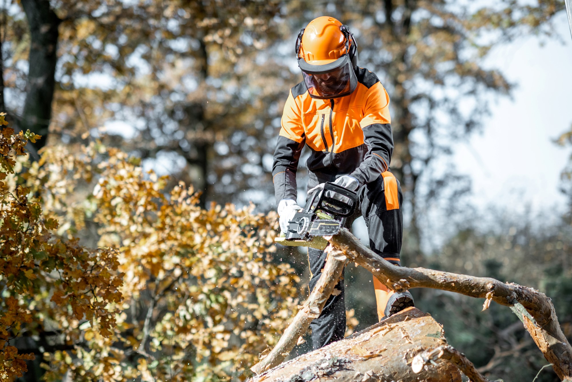 Columbus Tree Service Experts