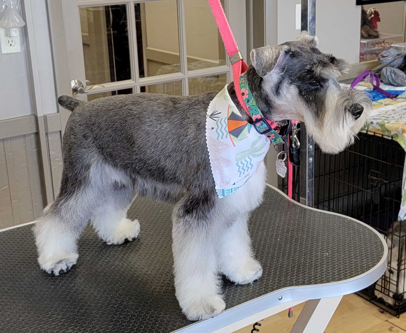 Jo-Kar's Grooming Cortland