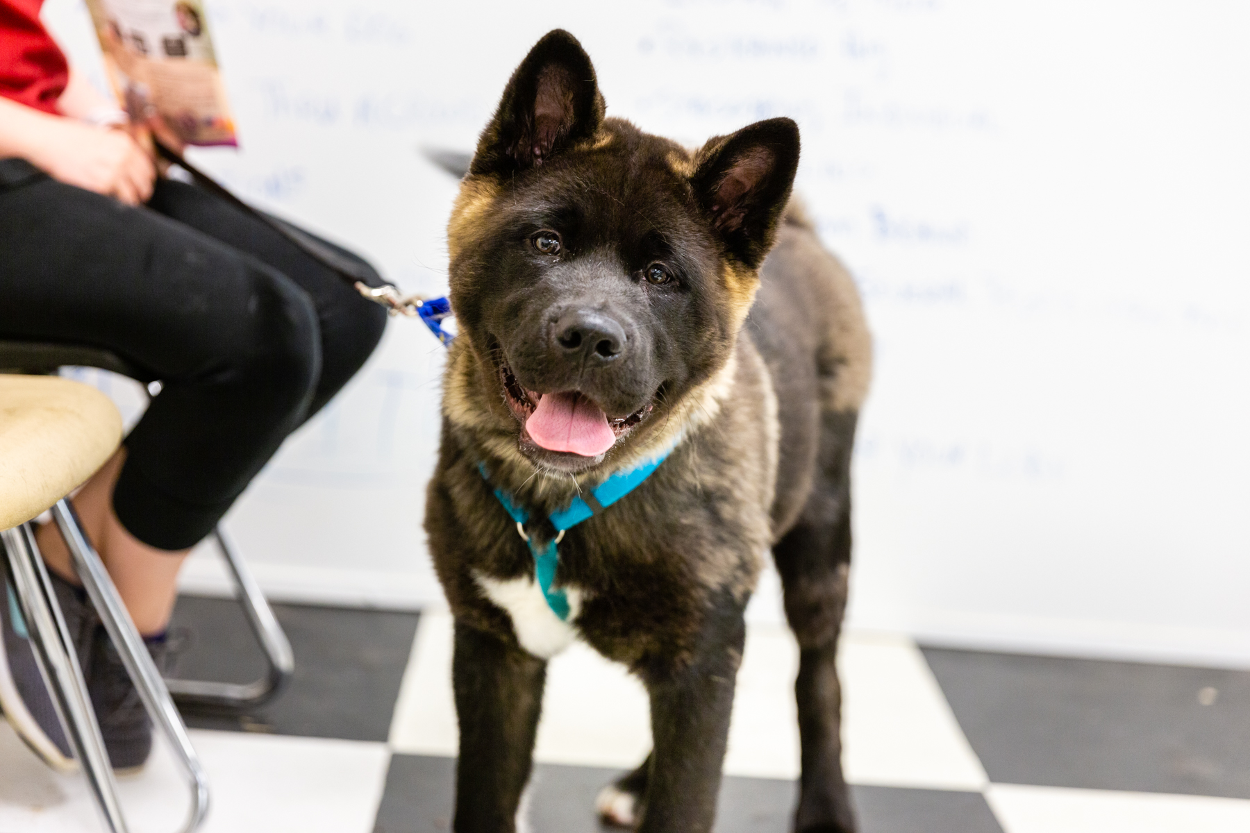 Elite K9 Training LLC Cortland