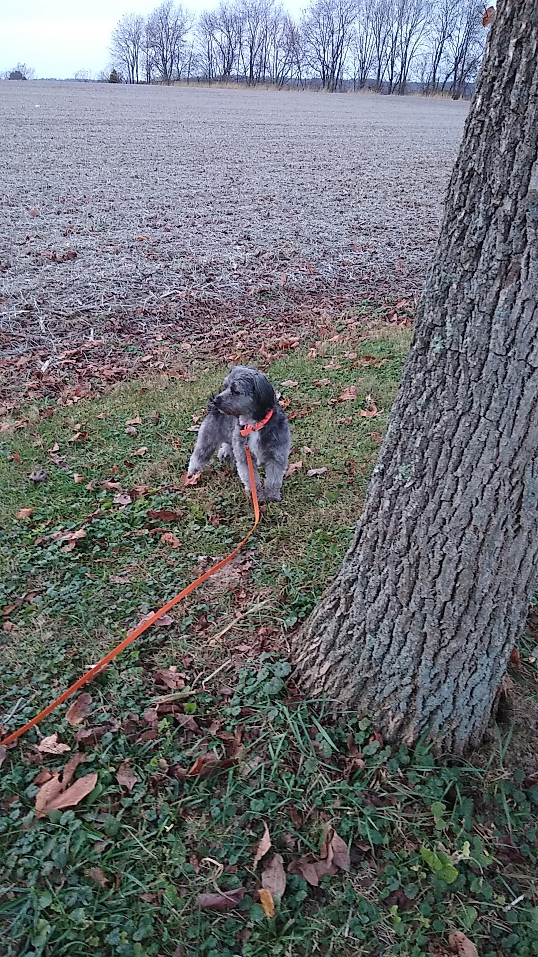 Nicely Christy L DVM Coshocton