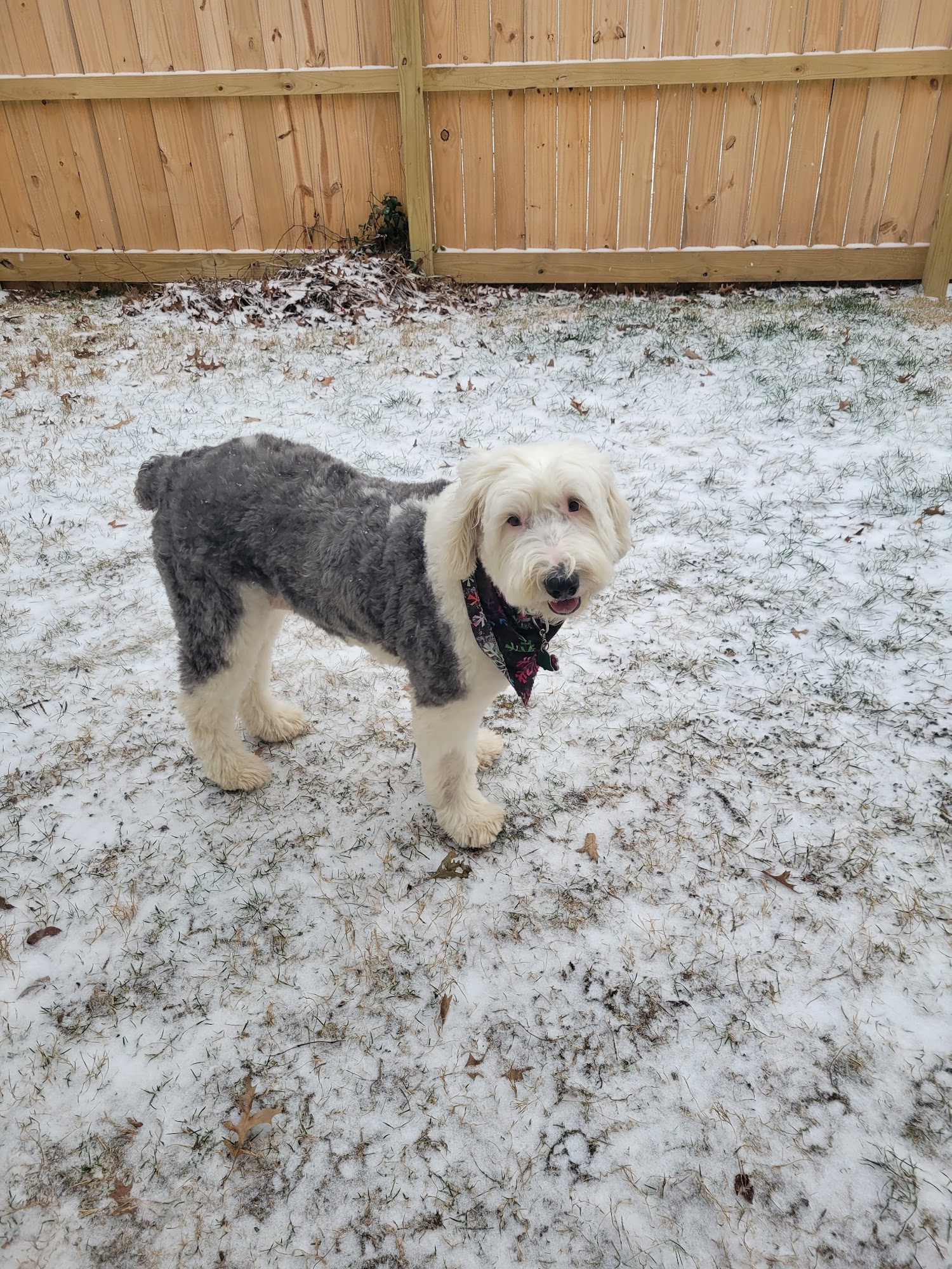 Susan's doggy spa Crestline