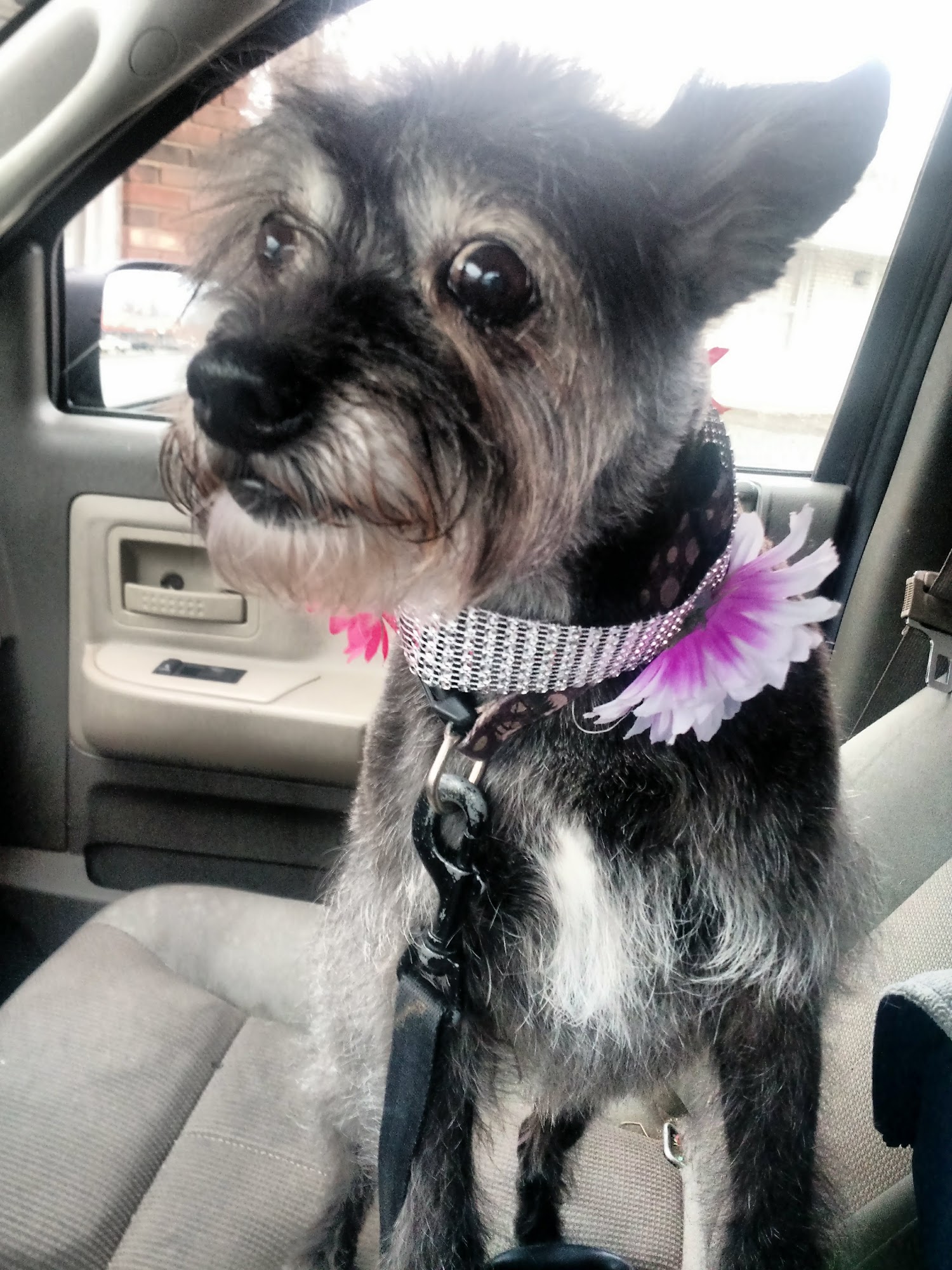Pooch Parlour Eastlake