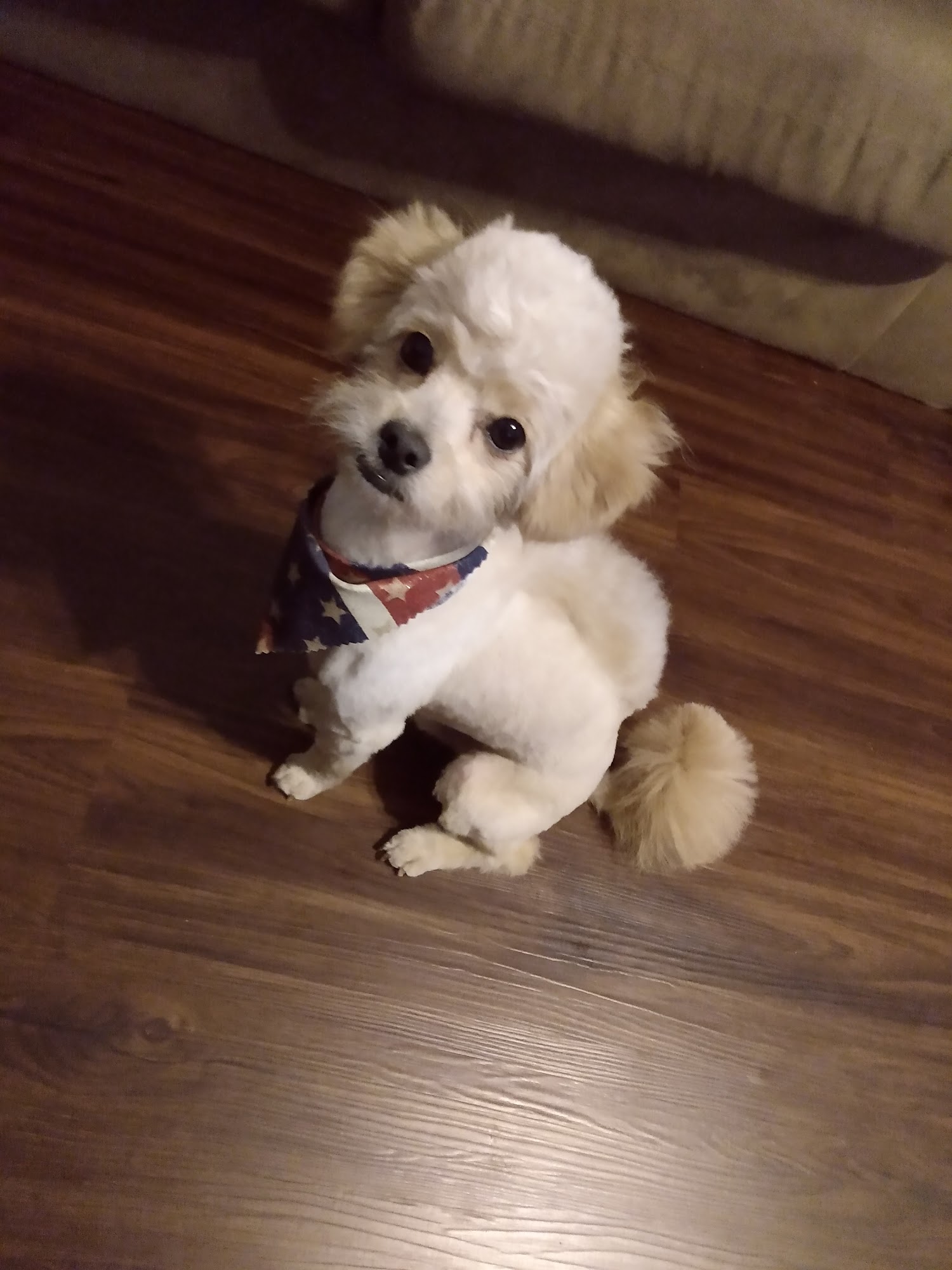 Purrfect Pet Styling Fairborn