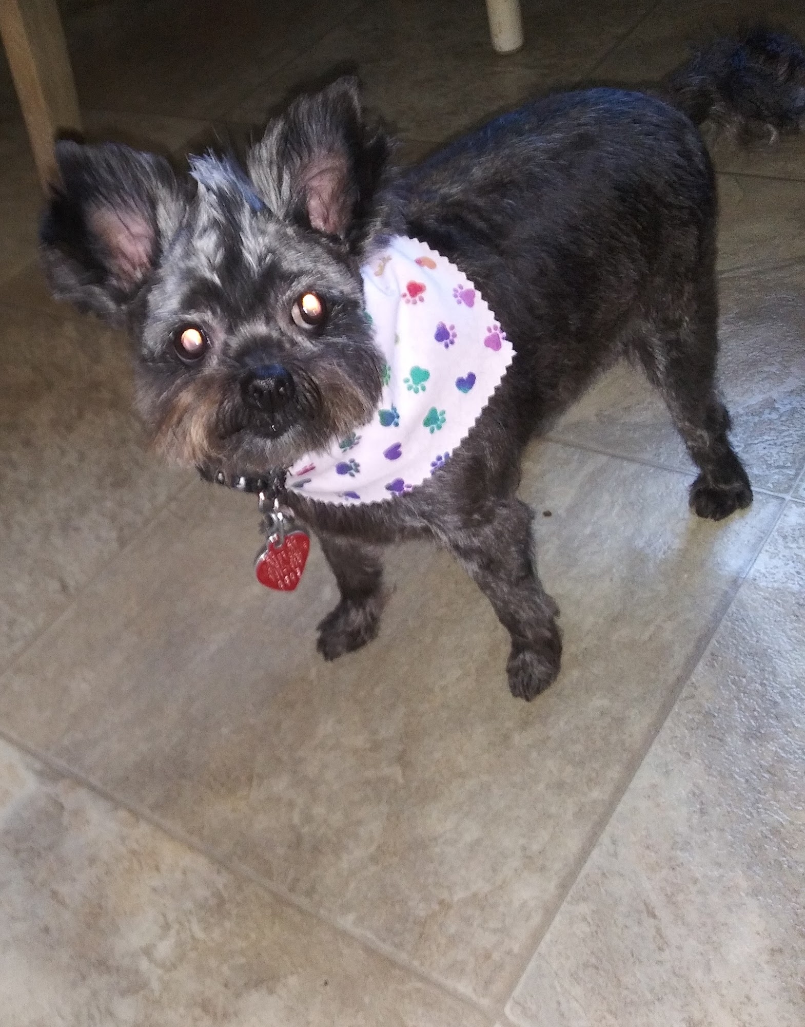 Doggie D'Tails Fairfield