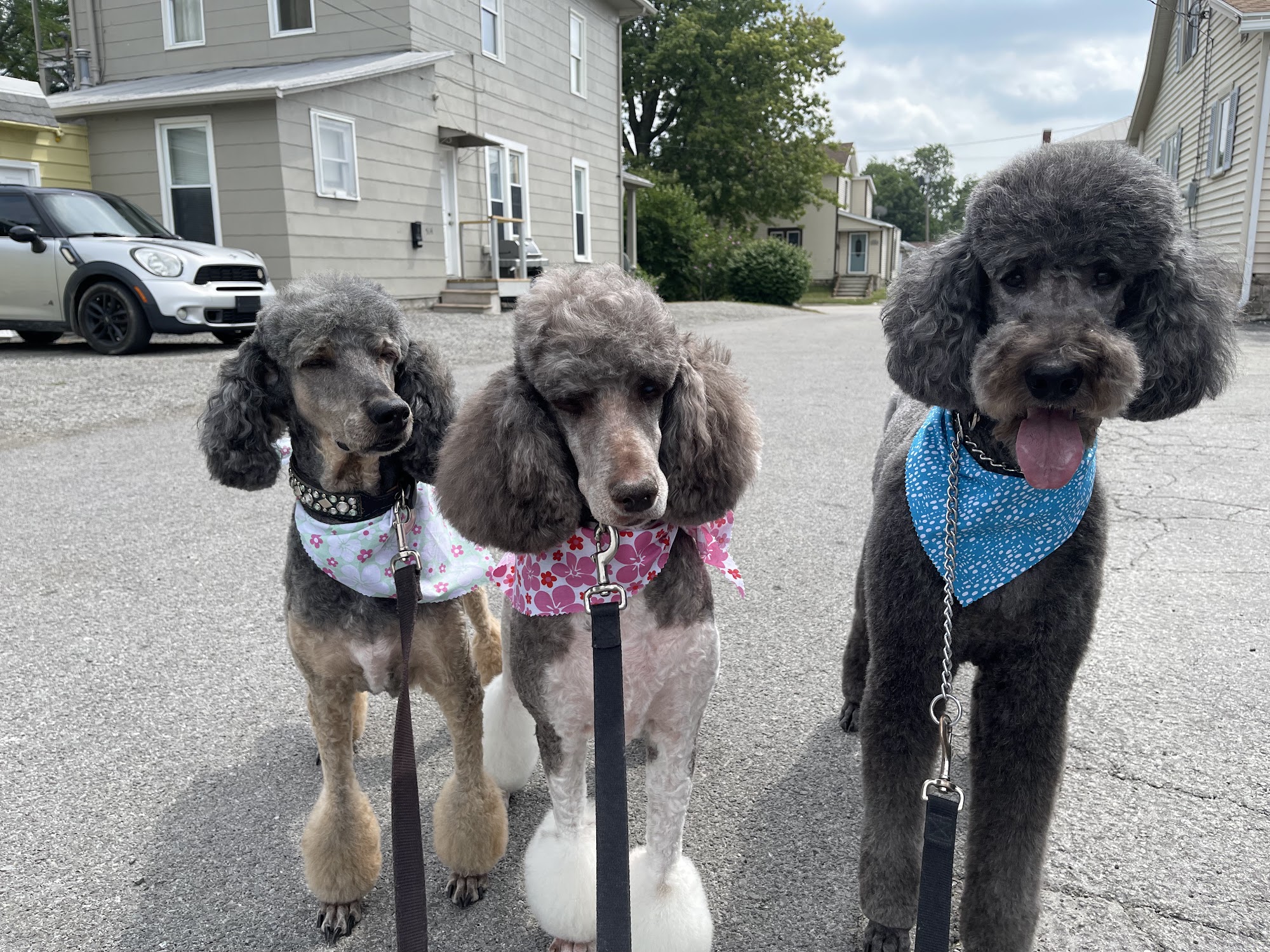 Pampered Pooch Salon & Spa Findlay