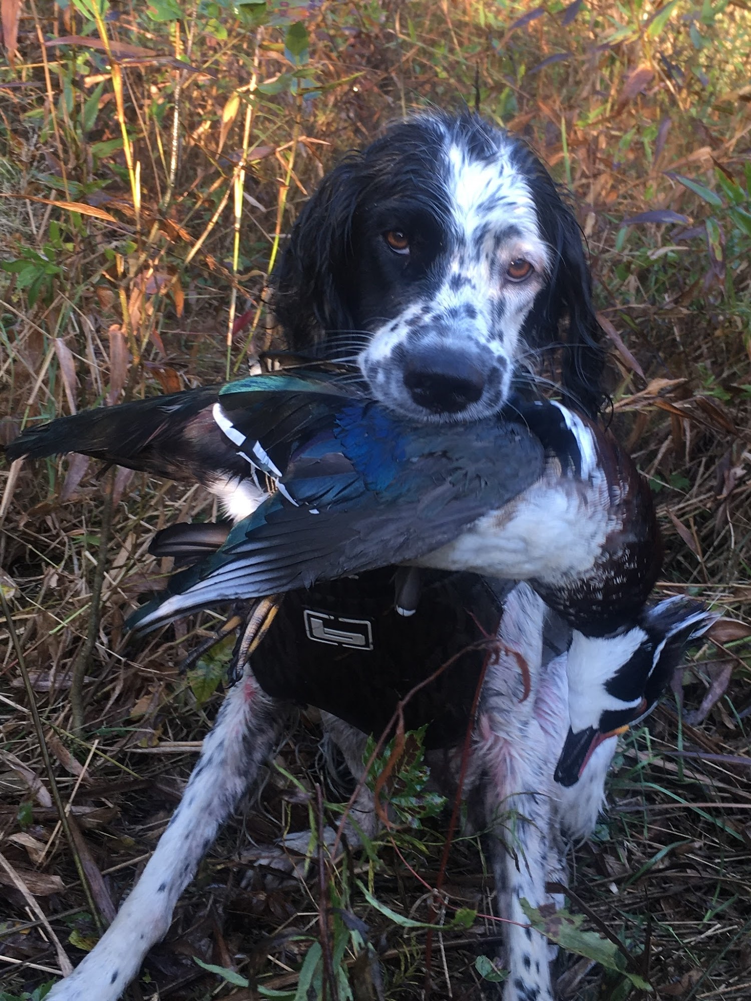 Royal Kennels Franklin