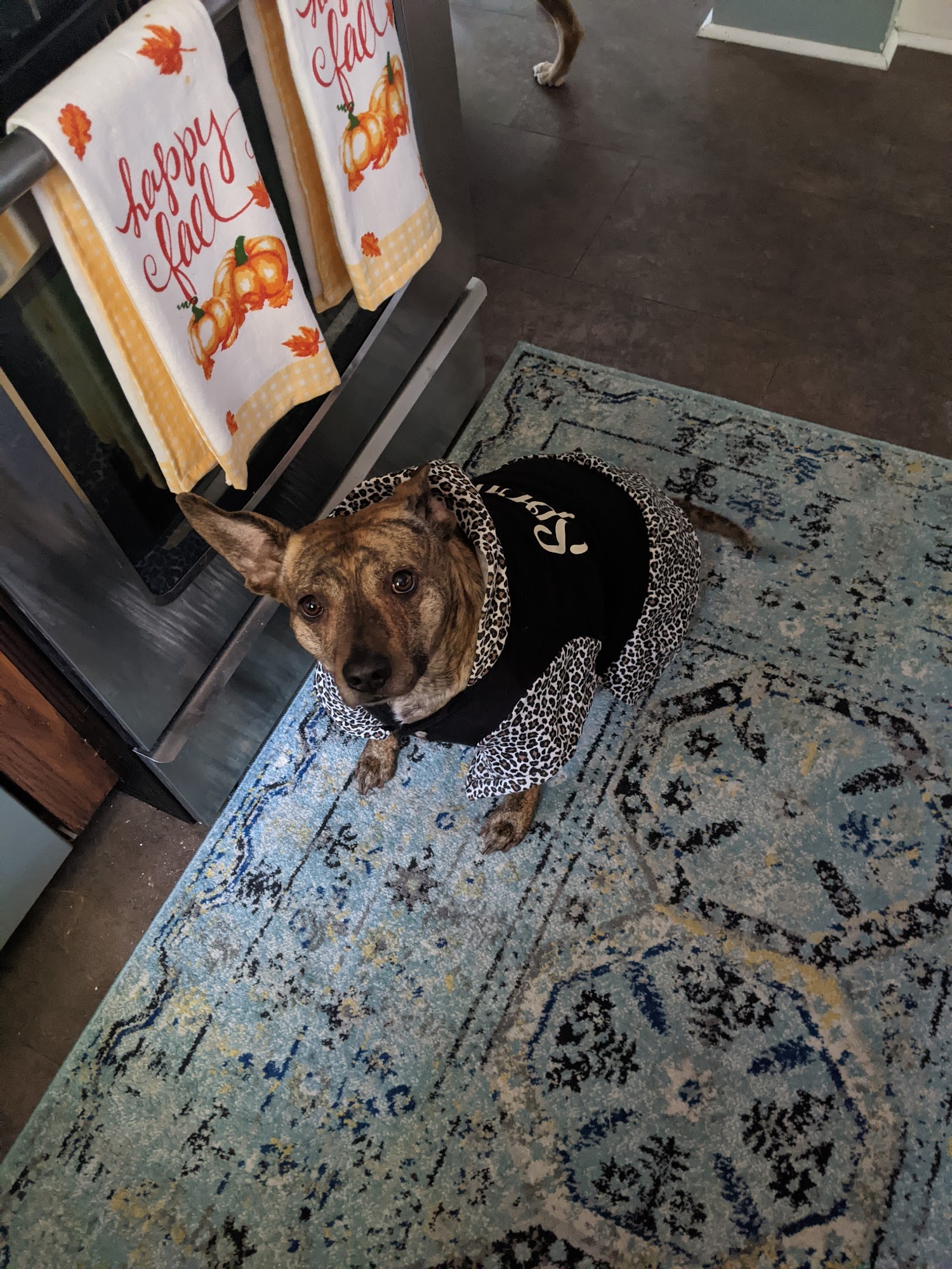 Doggie Stylz Girard