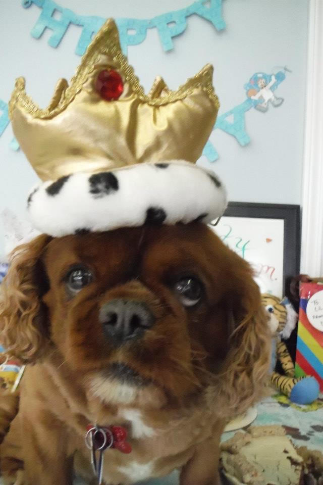 Dogs Rule! Grove City