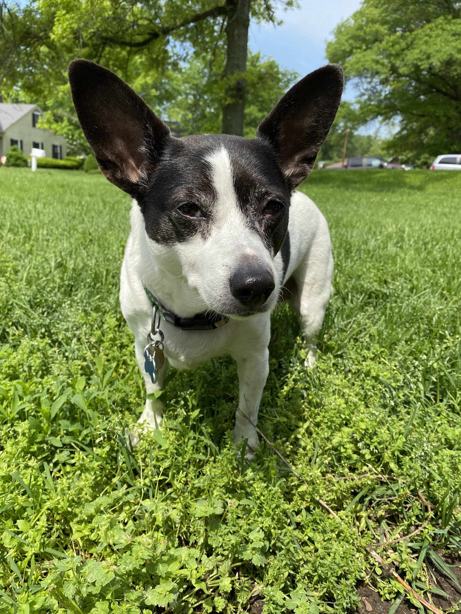 Dogs Best Friend Hamilton