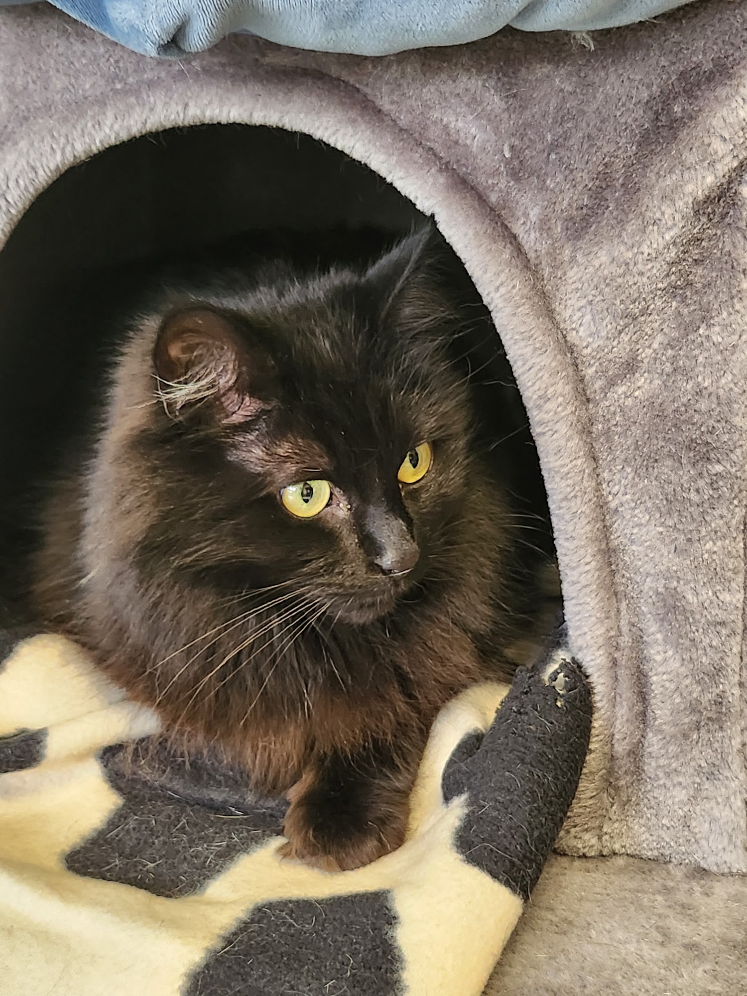 Animal Adoption Foundation Hamilton